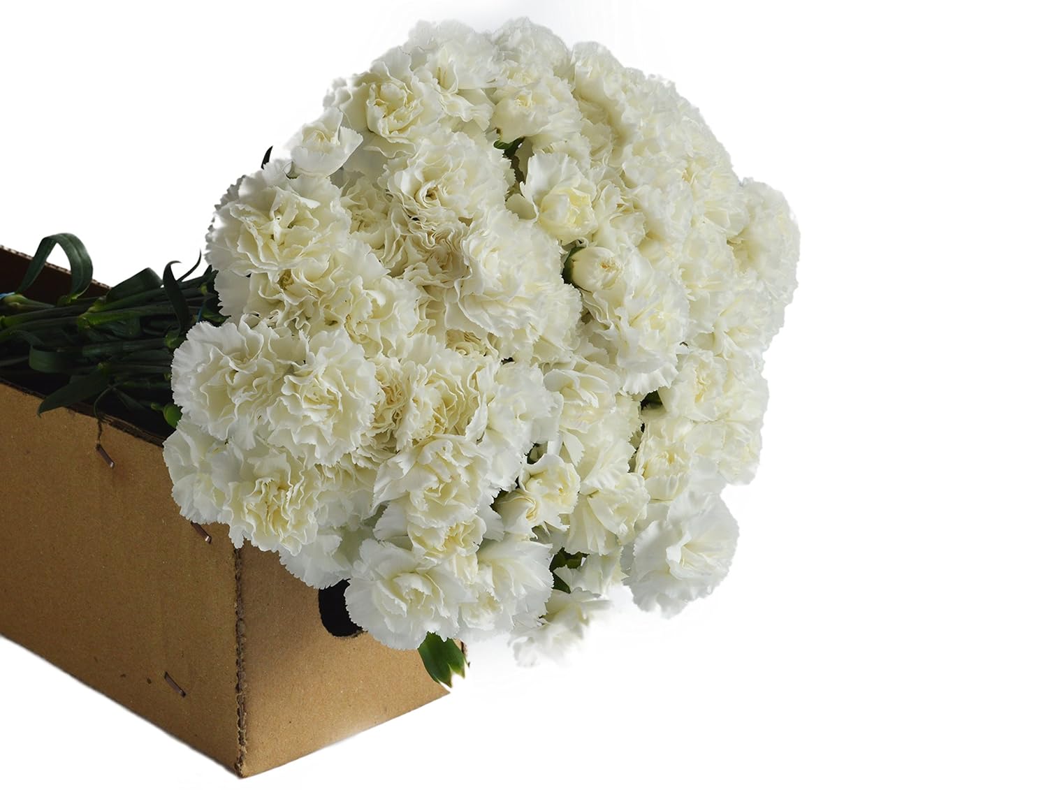 Blooms2Door - 75 White Carnations - Farm Direct Wholesale Fresh Flowers - Fresh Flowers for Birthday, Valentine's & Mother's Day