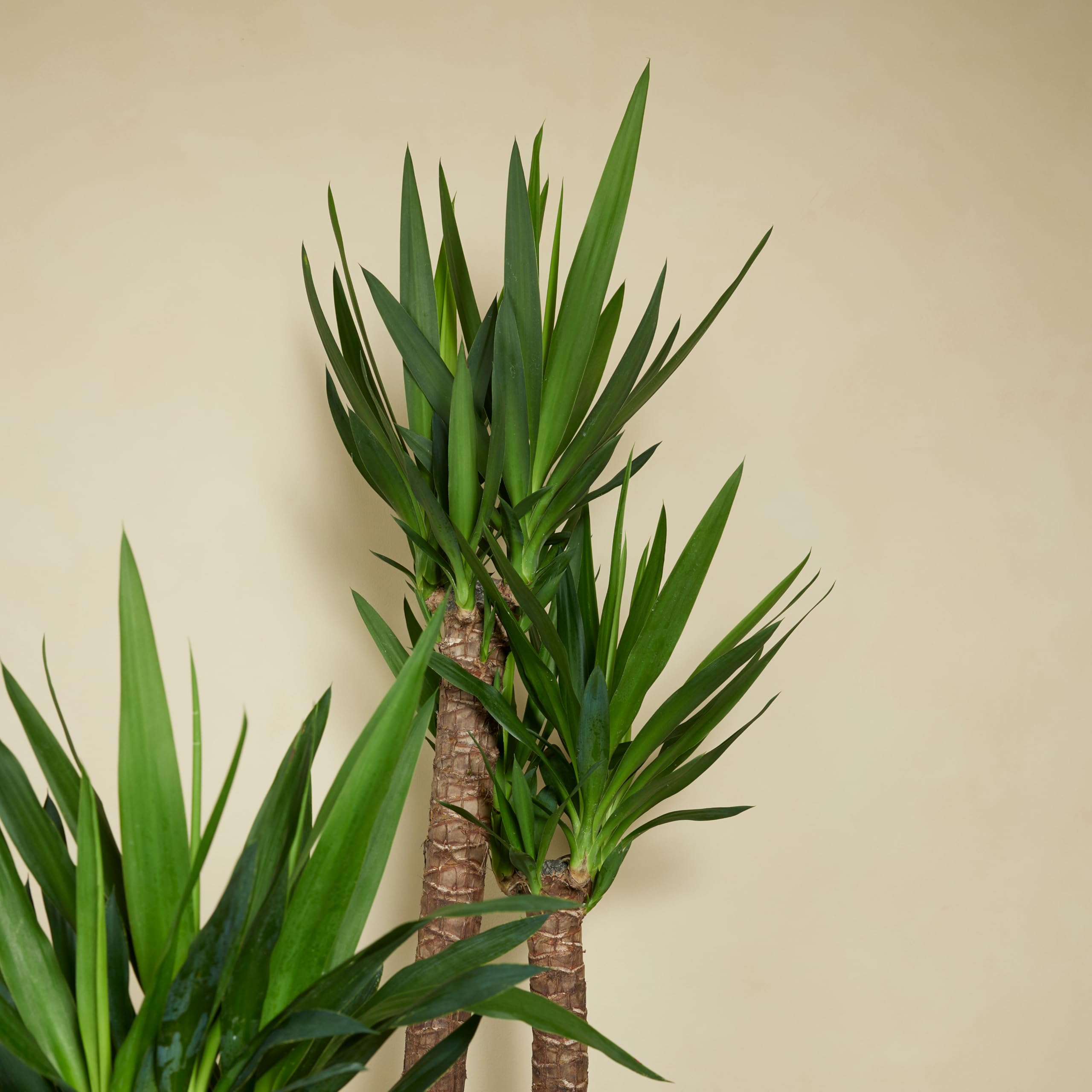 Bloomique - Set di 2 - Yucca elephantipes - Giglio delle palme - Pianta da interno - Purifica l’aria - Facile da curare - Alte 60-70 cm - Vaso 17 cm