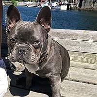 Vista 2 de Correa de perro de cadena de oro de acero inoxidable fuerte, con mango de cuero, correa de cadena de eslabones NK chapada en oro de 18 quilates