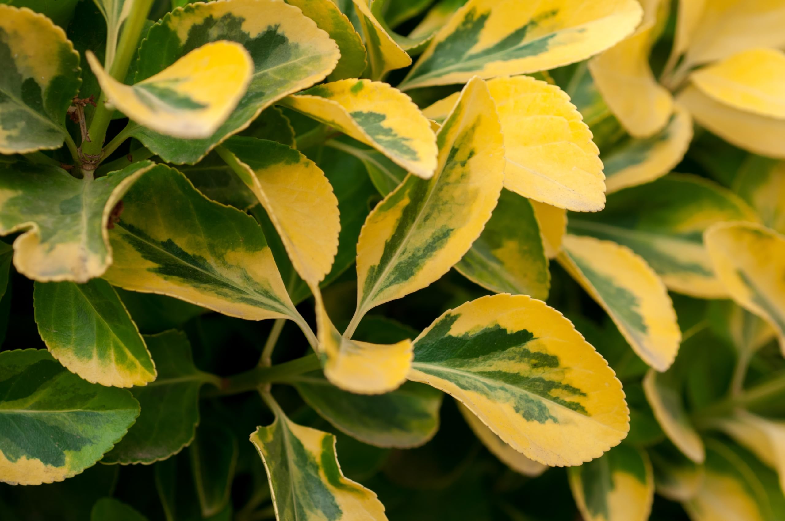 Stauden Gänge 10 x Ligustrum ovalifolium 'Aureum' Goldliguster winterhart | Goldene Heckenpflanze für Sonne bis Halbschatten, Blüte Juni bis Juli, mehrjährig, schnittverträglich, 9x9 cm Topf