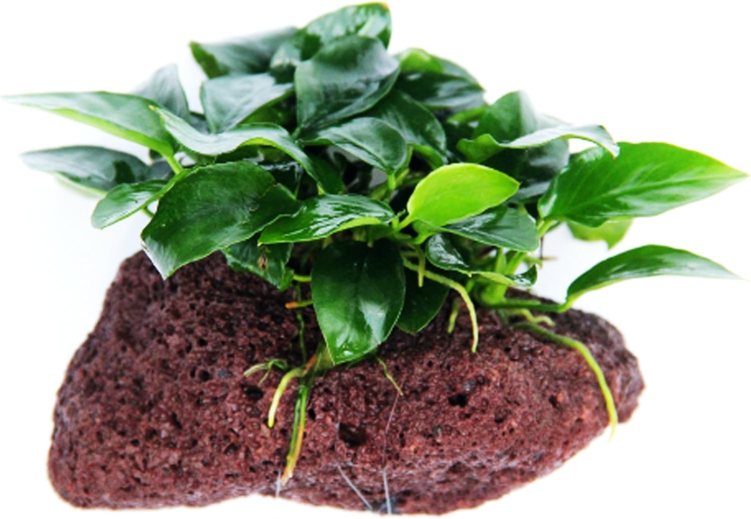 The 11 Best Aquarium Plants To Reduce Nitrates