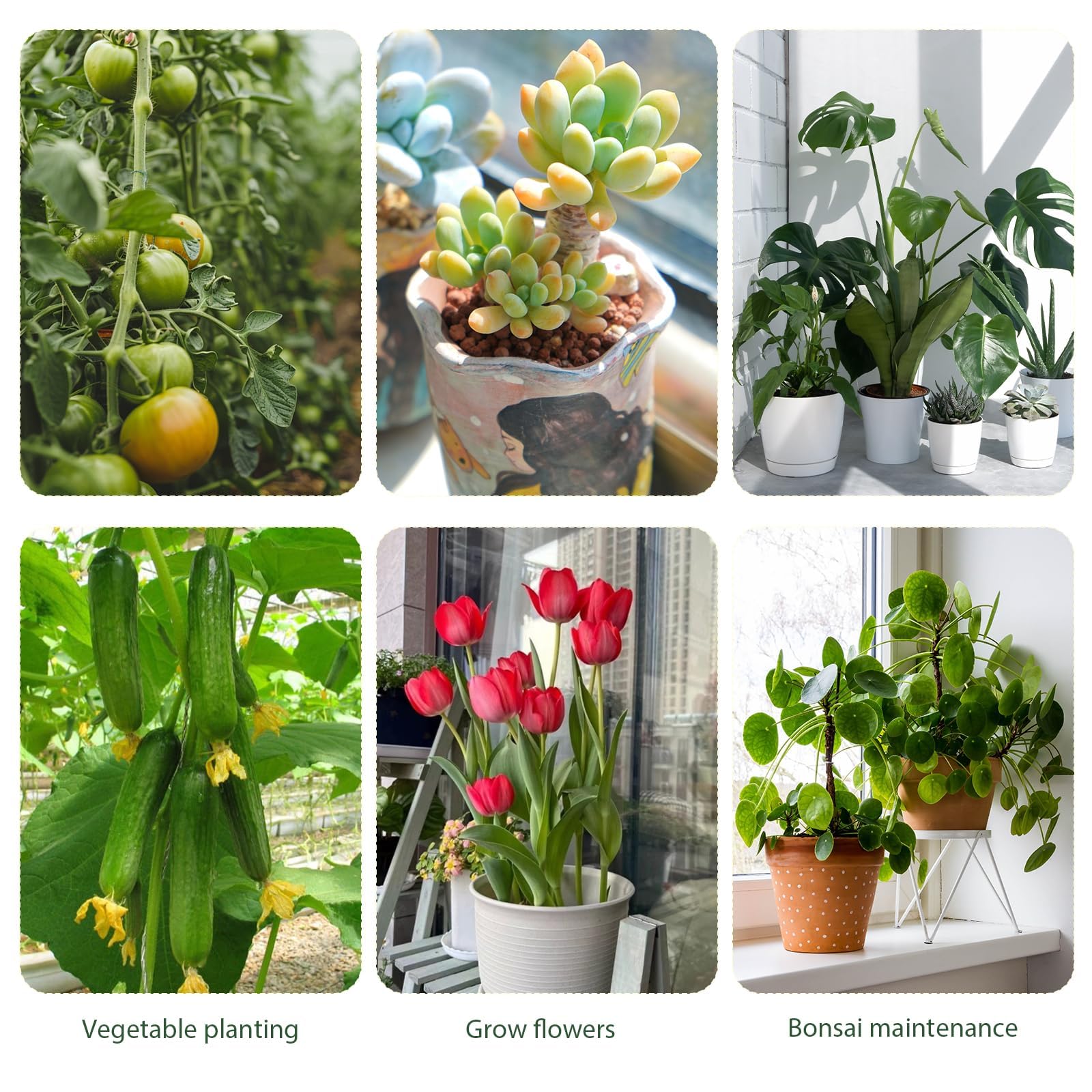 Clips de plantes pour soutien, piquets d'entraînement empilables pour Monstera et autres plantes, stabilisation durable de la tige pour une utilisation dans le jardin