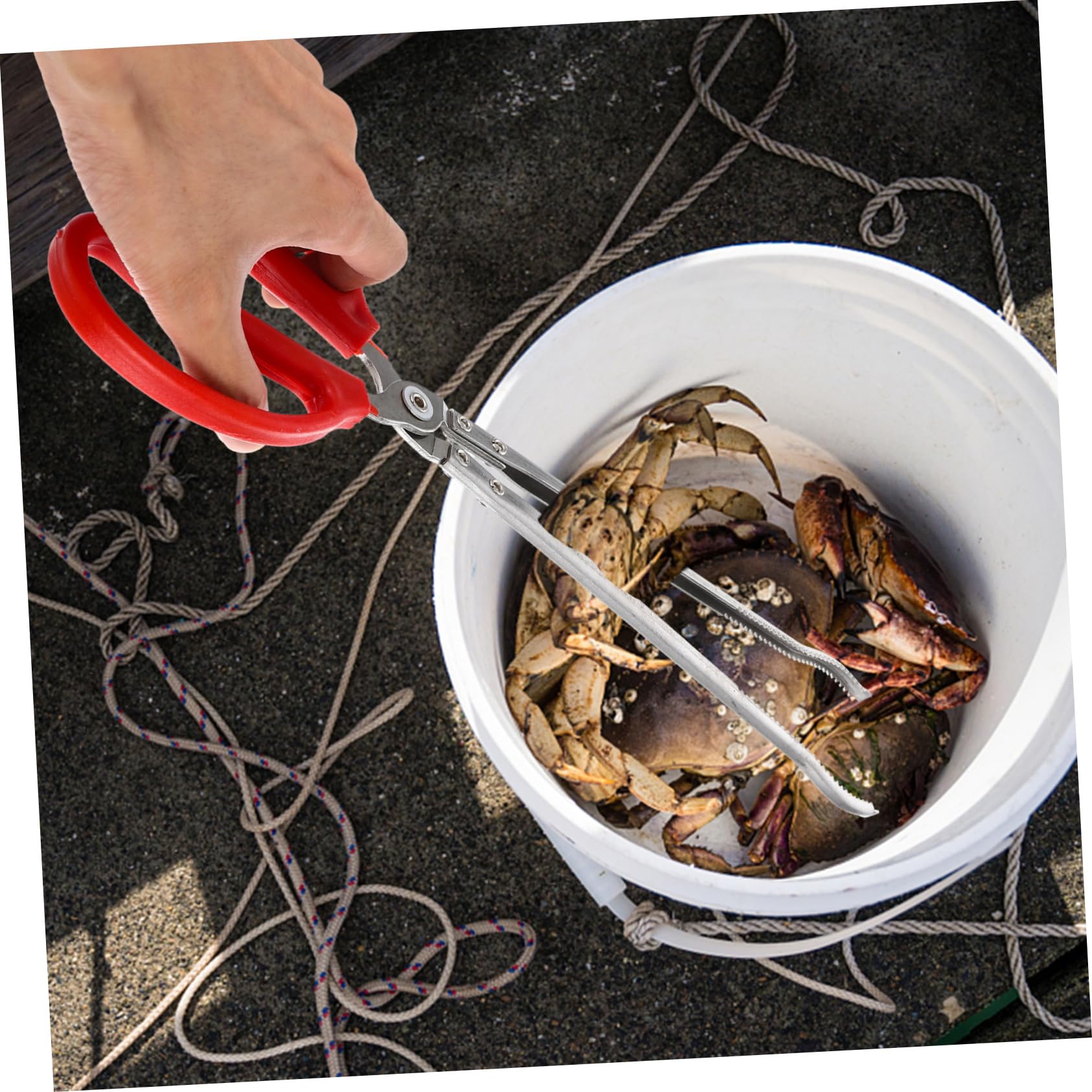 Pince à Crabe en Acier Inoxydable, Outil de Pêche Multifonction