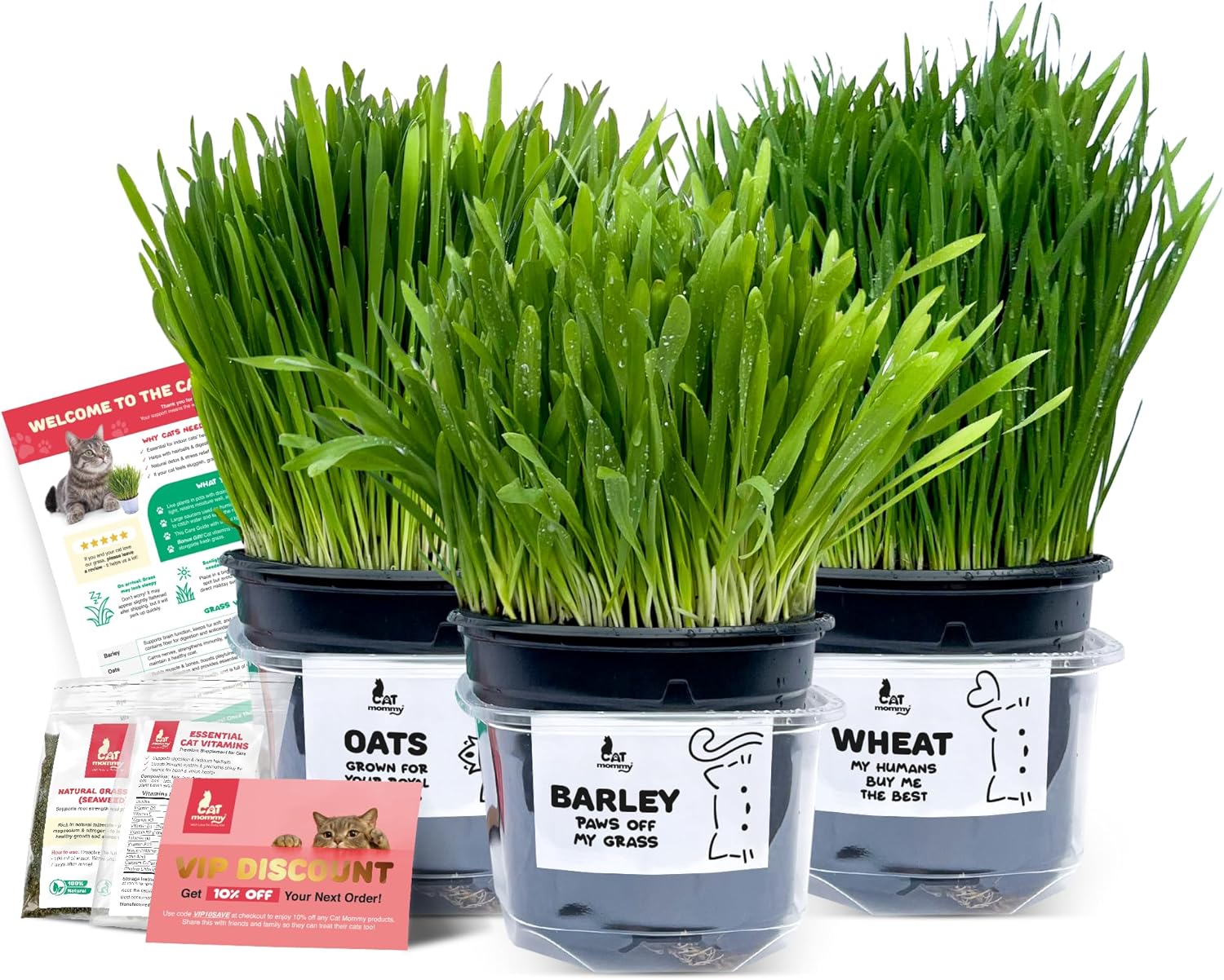 3 Fresh Live Cat Grass (Oats, Barley, Wheat) | A Taste of the Outdoors for Indoor Cats | Ready to Eat | Grown in the UK | Aids Digestion & Hairballs | By Cat Mommy
