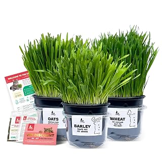 3 Fresh Live Cat Grass (Oats, Barley, Wheat) | A Taste of the Outdoors for Indoor Cats | Ready to Eat | Grown in the UK | Aids Digestion & Hairballs | By Cat Mommy - Amazon product rated Grade A