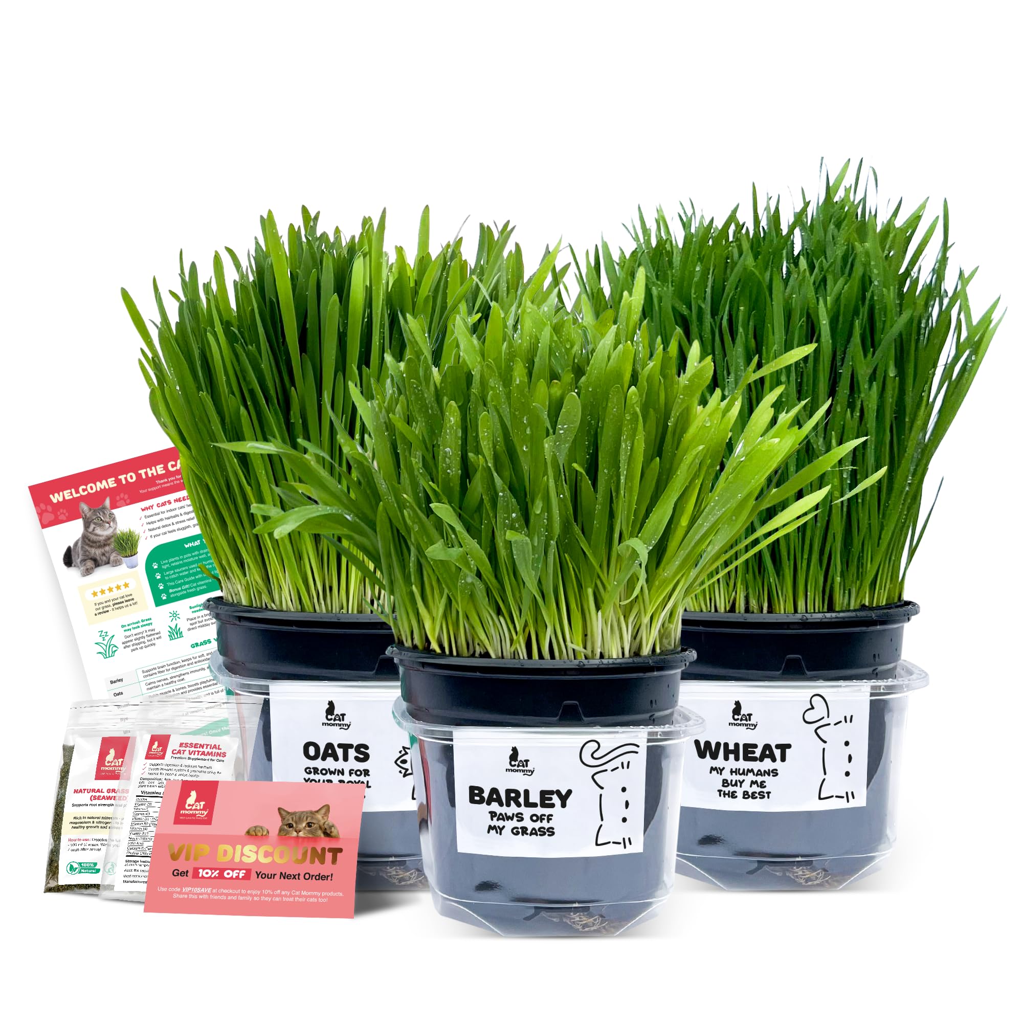 3 Fresh Live Cat Grass (Oats, Barley, Wheat) | A Taste of the Outdoors for Indoor Cats | Ready to Eat | Grown in the UK | Aids Digestion & Hairballs | By Cat Mommy