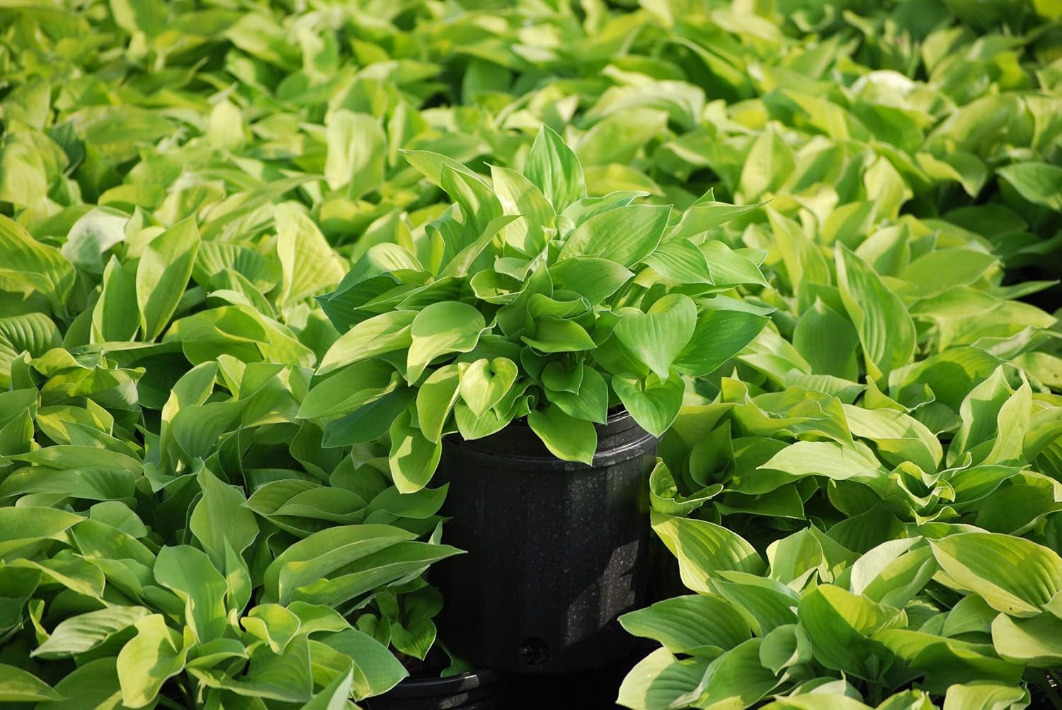 Perennial Farm Marketplace Hosta x 'August Moon' (Plantain Lily) Perennial, Size-#1 Container, Gold Leaves with White Flowers