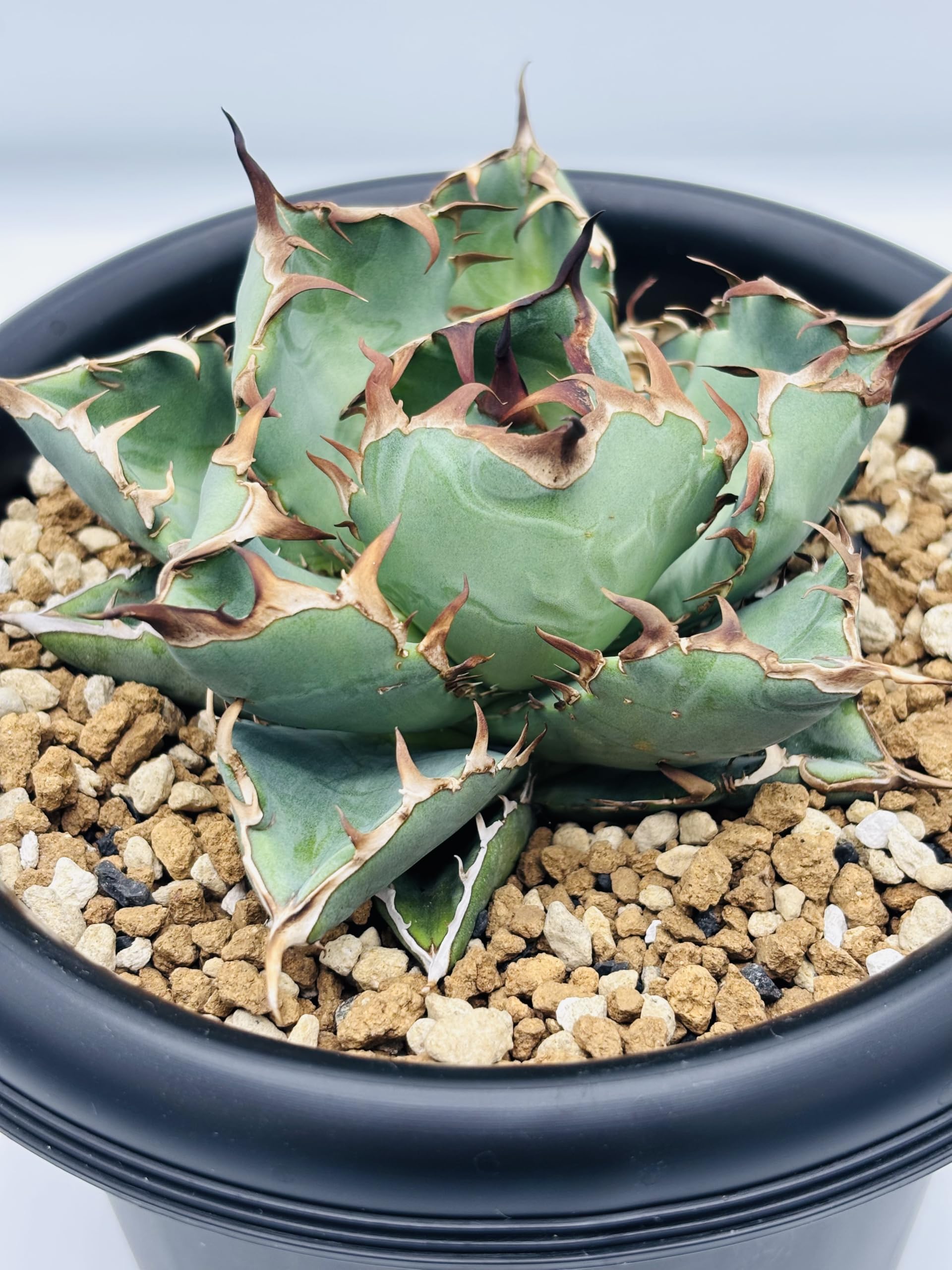 アガベ 黒鯨12個セット Amazon｜アガベ チタノタ 黒鯨(コクゲイ)/Agave titanota 'Black Whale