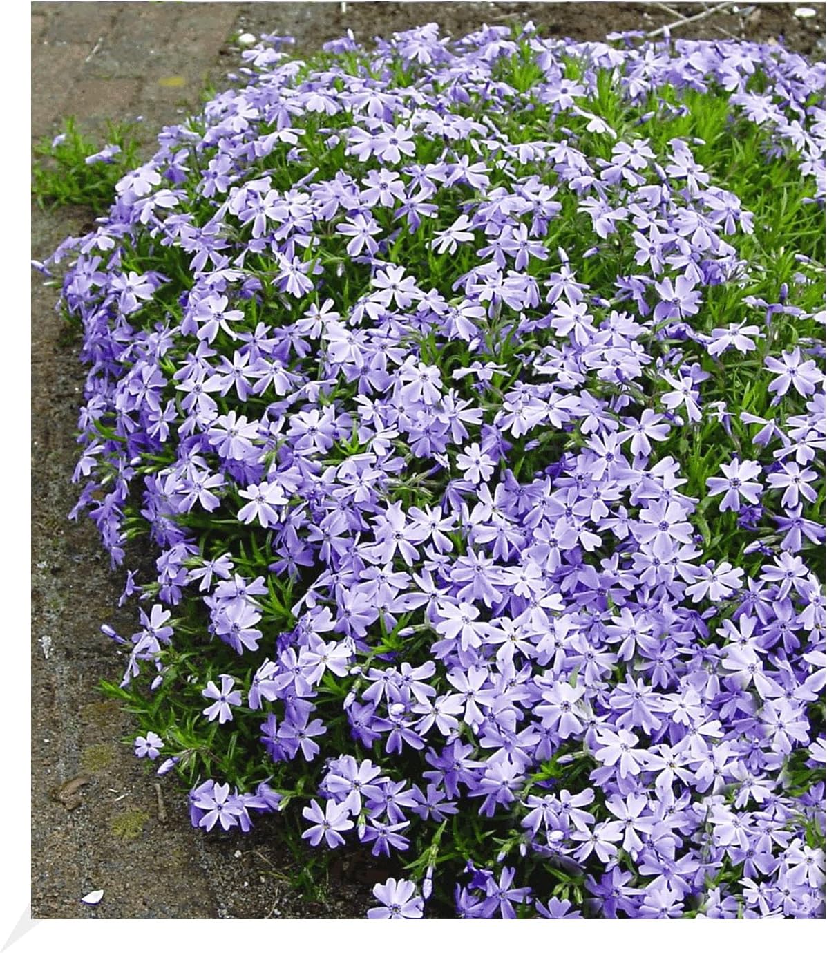 BALDUR Garten Blauer TeppichPhlox, 3 Pflanzen winterhart Polsterphlox