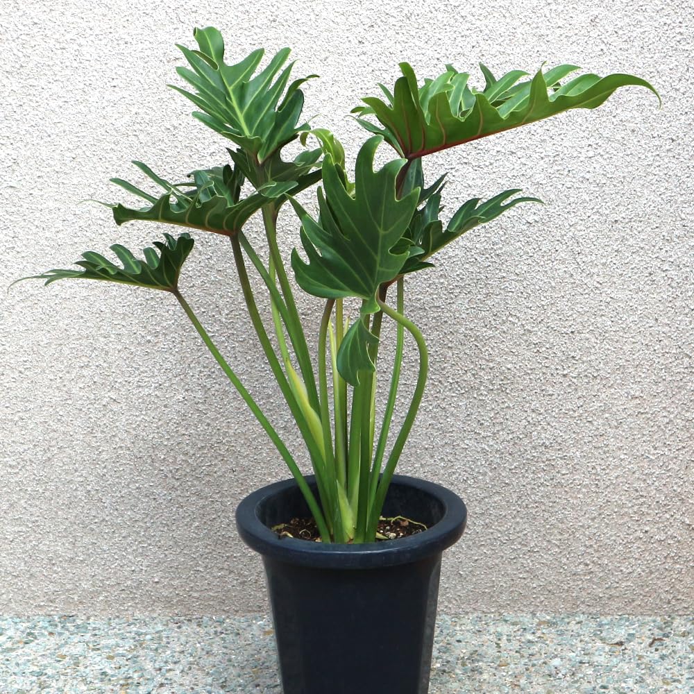 Amazon｜ITANSE クッカバラ 観葉植物 中型 7号プラスチック鉢