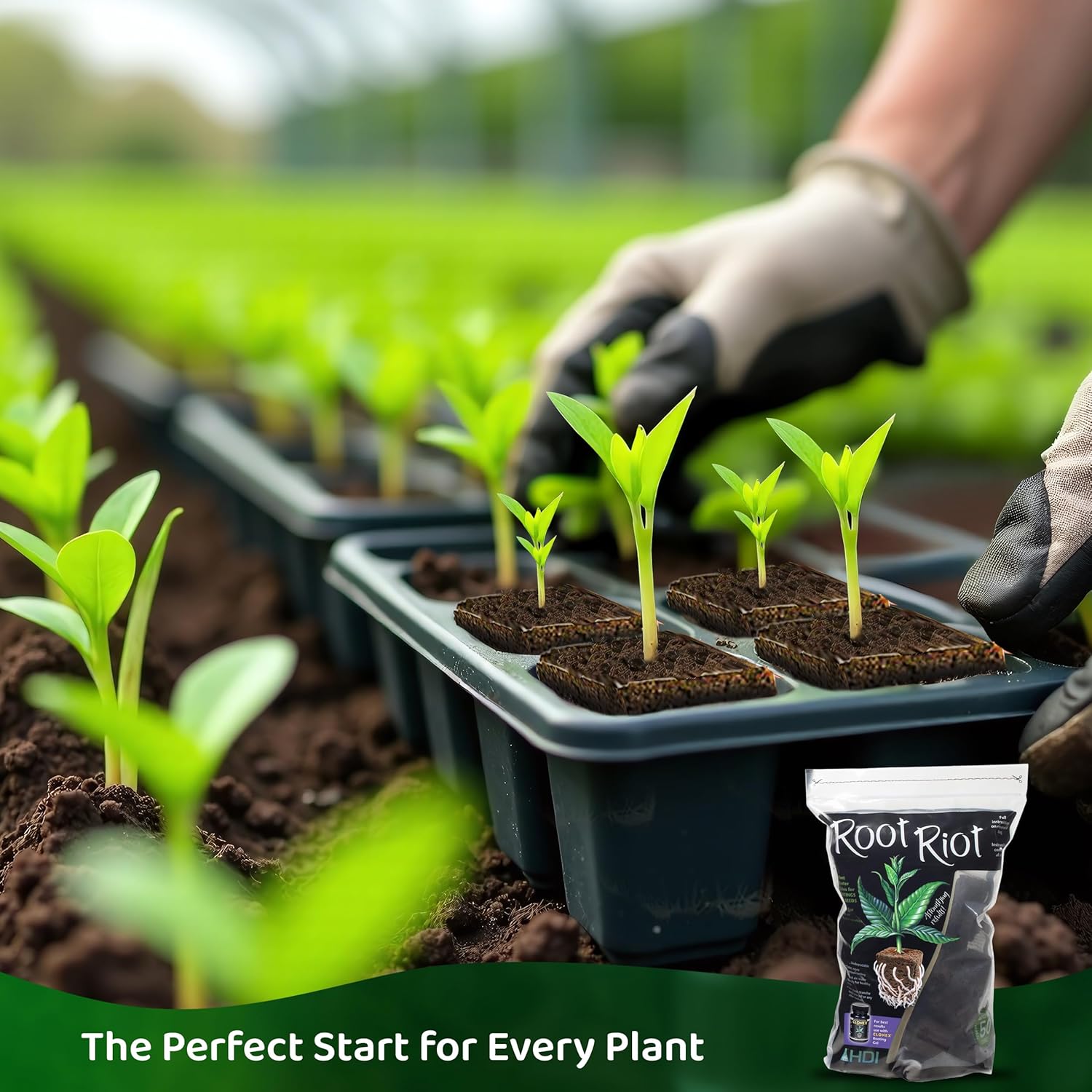 Root Riot Plant Starter Cubes Made from Sphagnum Peat Moss. Ideal for Cuttings and Seeds, Designed to Support Robust Root Development - 50 Cubes