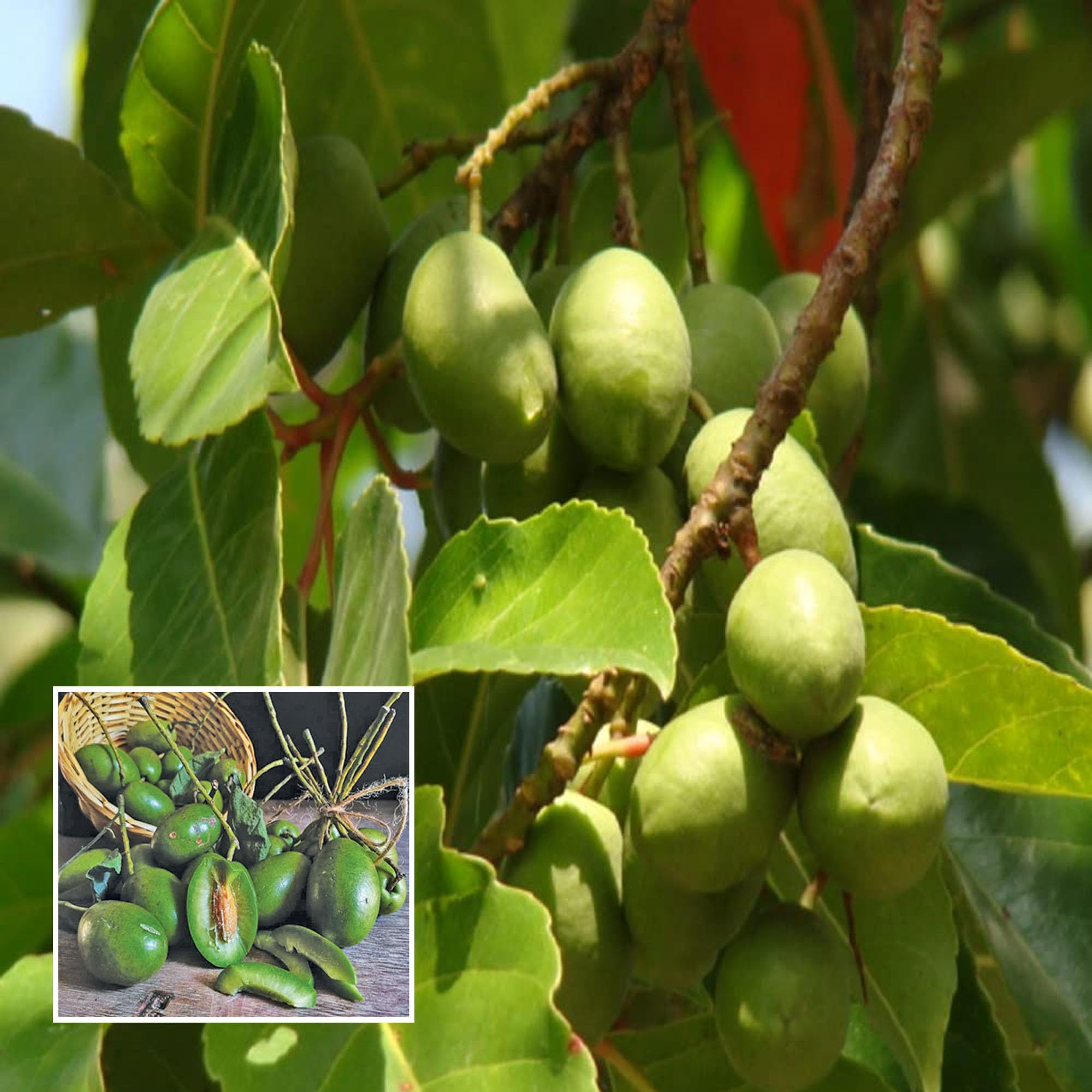 HAPING Sour Indian Olive Jalpai All Time Layering/Grafted Fruit Live Plant (1.5-3 Feet Height) (B0CV4XJSWY) Amazon Price History, Amazon Price Tracker