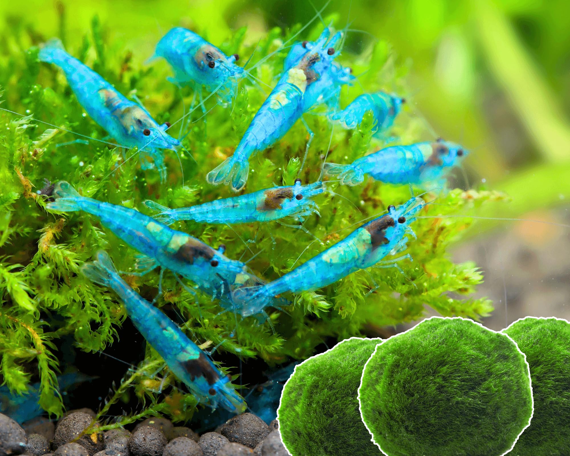 Garnelen 15x Neocaridina Set + 3X Mooskugel - Farbige Ziergarnelen für Leitungswasser - Pflegeleicht & vermehrungsfreudig - Mit Cladophora Algenkugeln als Filter & Versteck im Aquarium