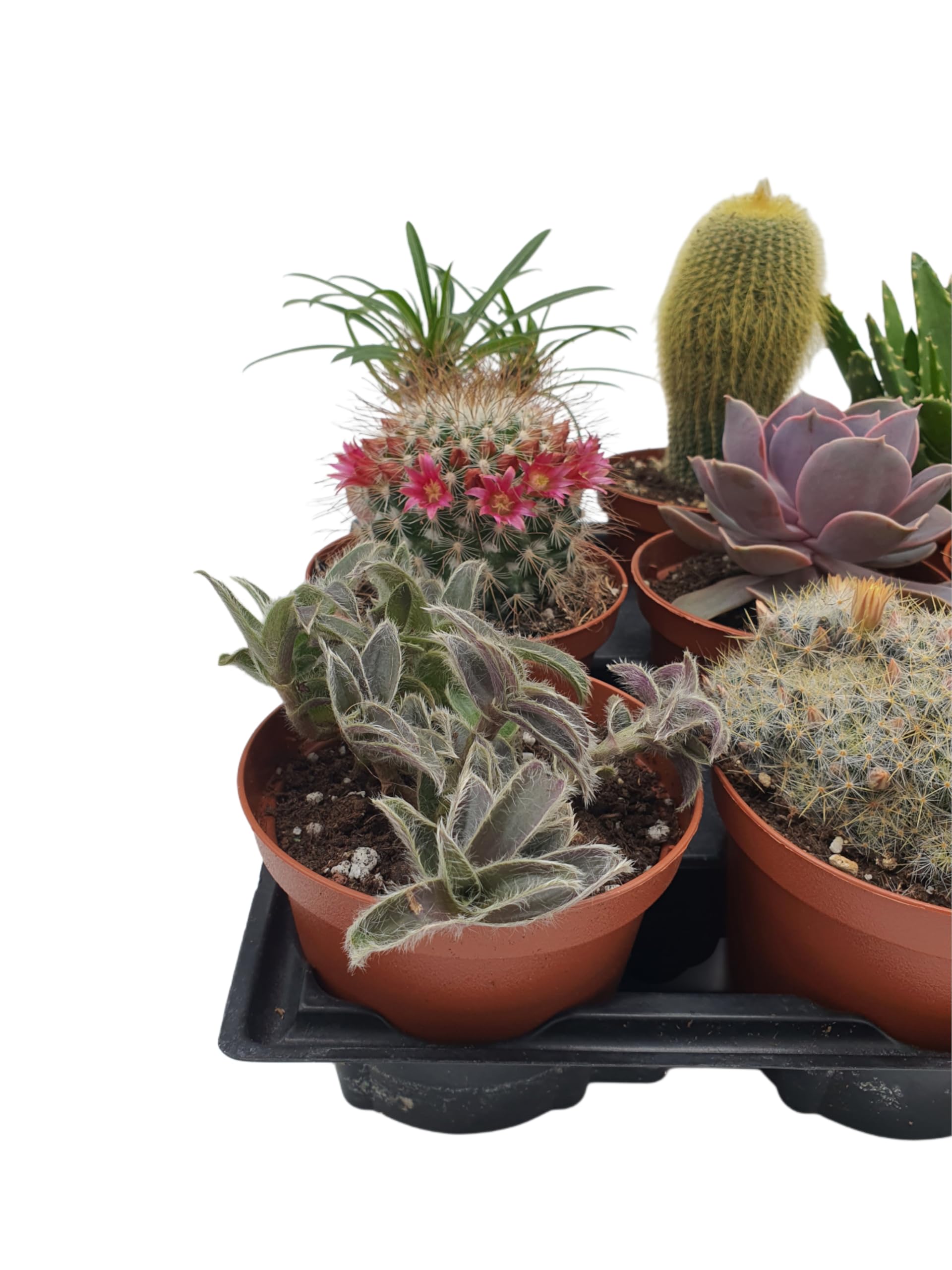 Box 15 Piante Grasse Vere Assortite in Vaso diametro 10 Collezione Mista di Succulente e Cactus