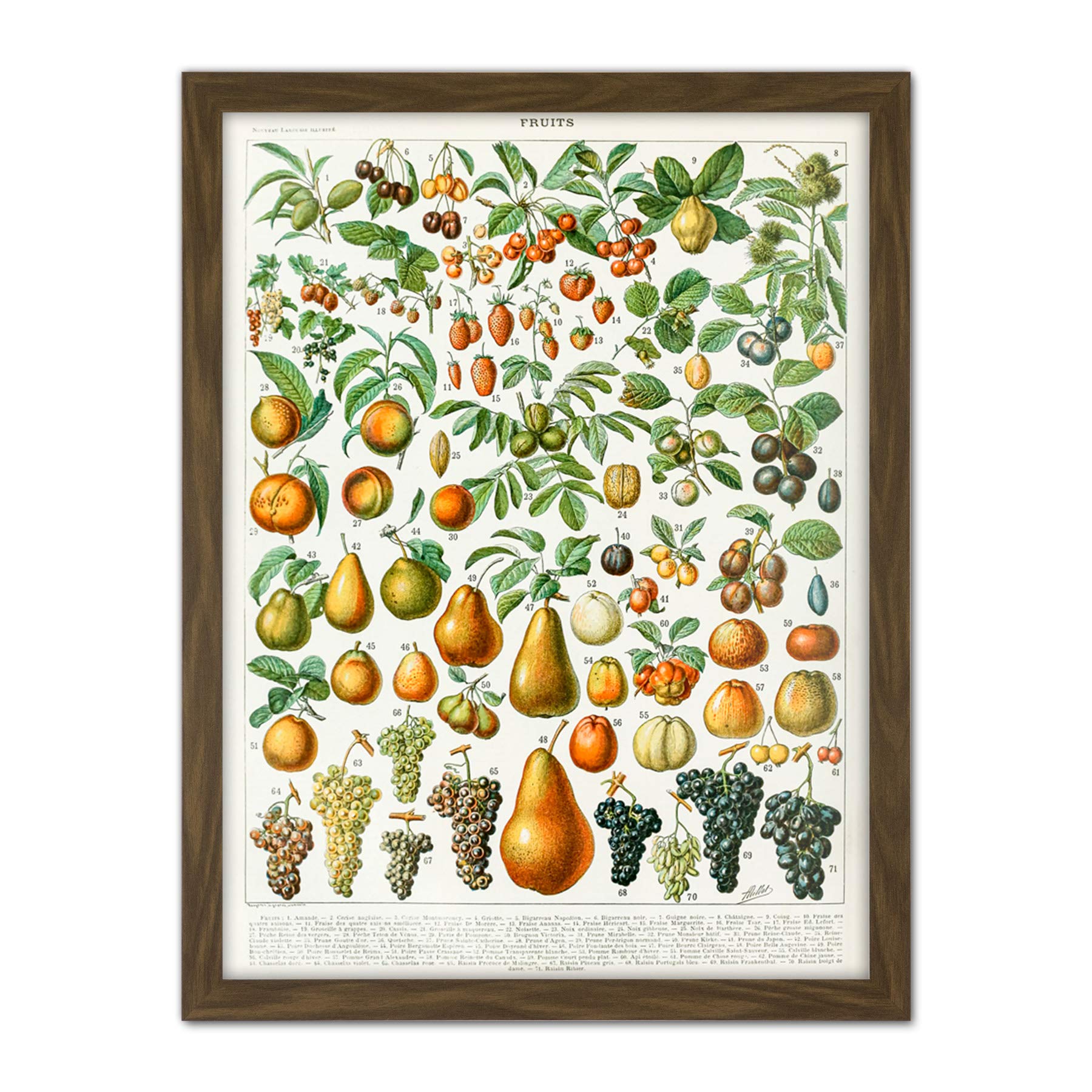 Artery8 Fruit Pear Grapes Millot Encyclopedia Page Artwork Framed Wall Art Print 18X24 Inch