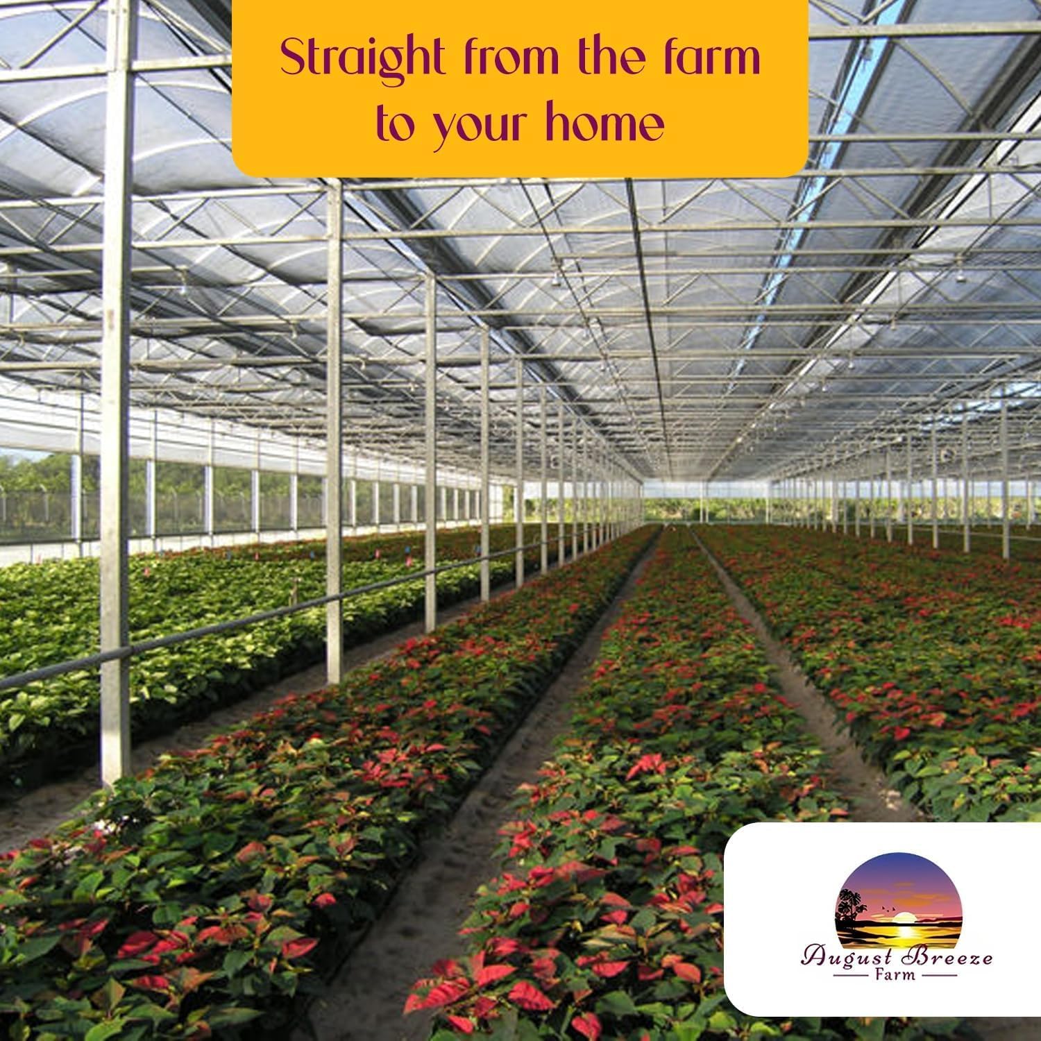 Tradescantia Zebrina with Mini Hanging Basket - Purple Wandering Jew - Stunning Inchplant Vibrant Home Decor - Exotic Calathea Companion Houseplant - Easy to Grow Maintain Indoor & Garden (1)