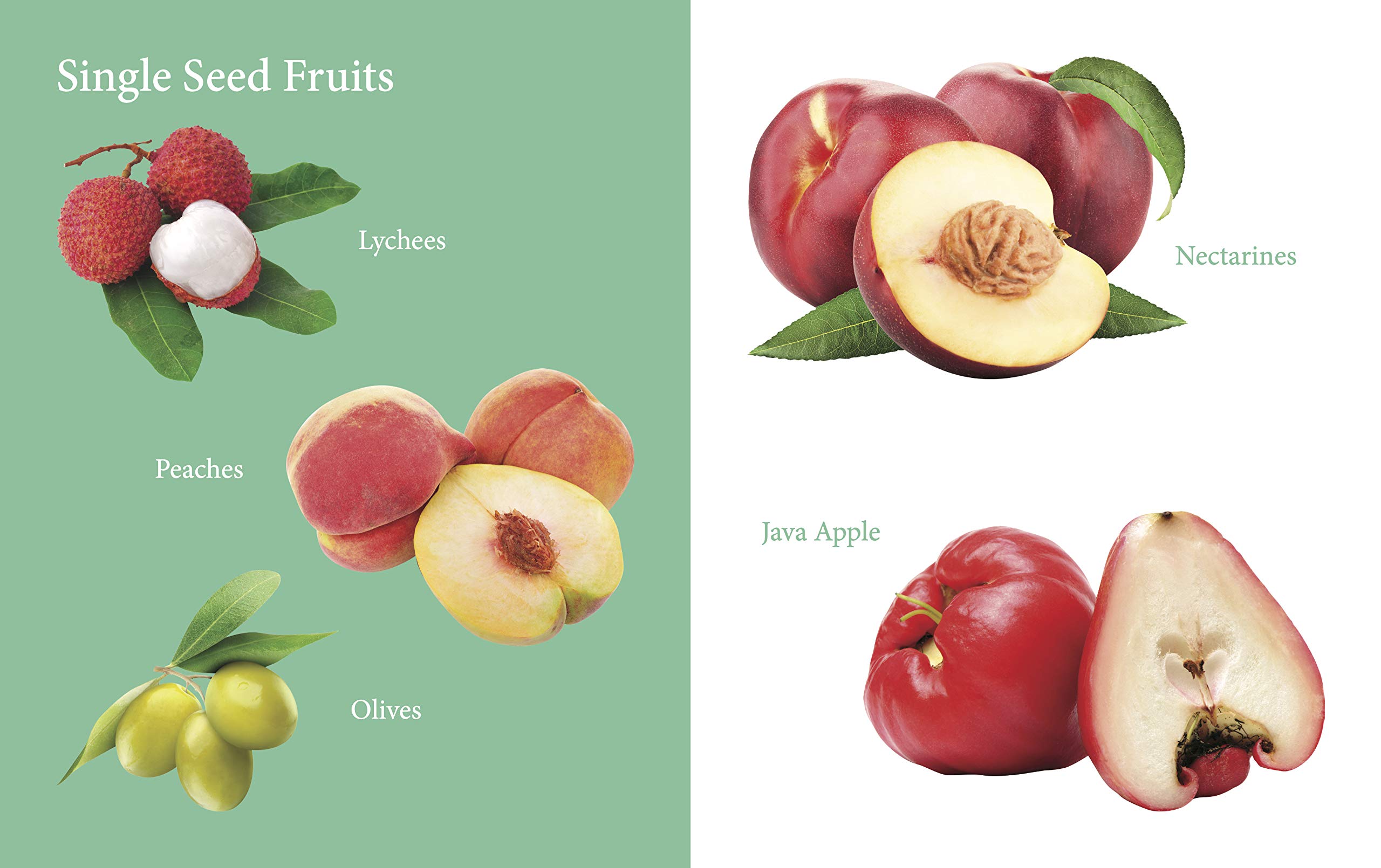 My First Book of Fruits for Children: Fruit Names with Realistic Images | Early Word Recognition | Fun Introduction to Healthy Eating | Learn and Name Fruits with Joy | Colourful Learning Journey for Little Minds 1