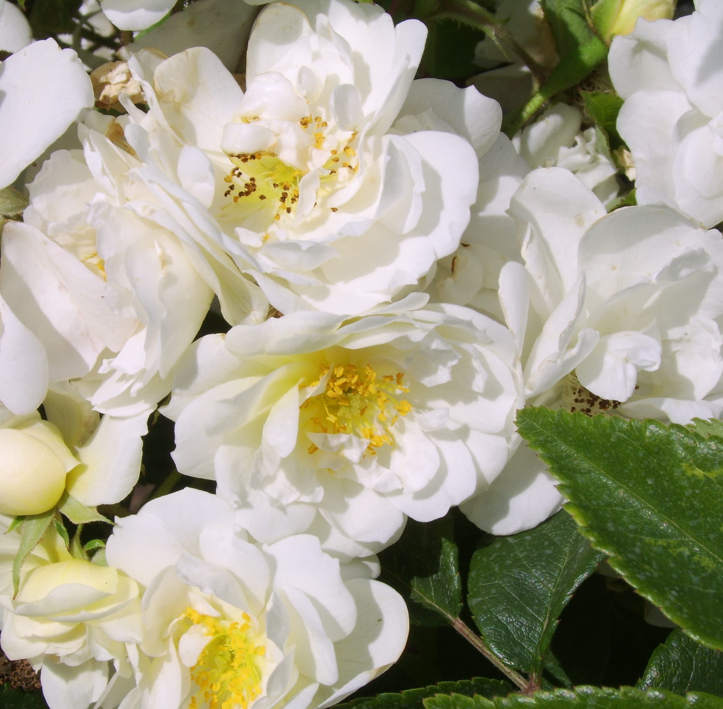 'Rambling Rector' Potted Rose - Creamy White Blooms - Rambling Rose - 4L Pot