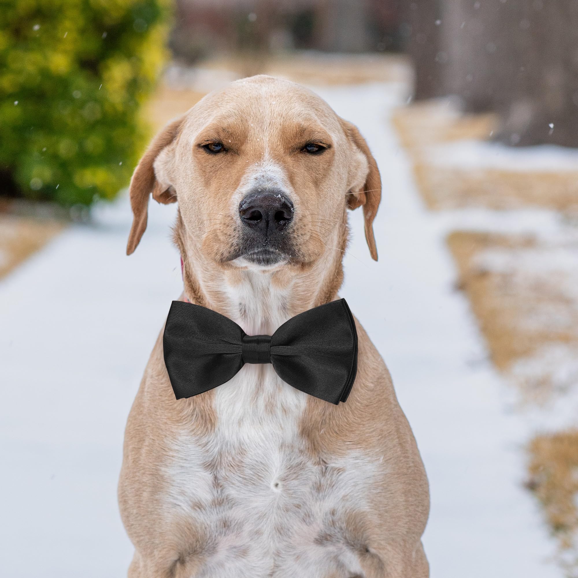 Schwarze Fliege für Hunde, Koolmox verstellbare Fliege, Hundehalsband für mittelgroße und große Hunde, Katzen, Haustiere, Hochzeit, Geburtstag, Abschlussfeier, Urlaub, Fellpflege, Cosutmes