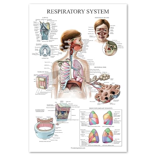 Palace Learning Laminated Respiratory System Anatomical Chart - Lung Anatomy