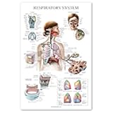 Palace Learning Laminated Respiratory System Anatomical Chart - Lung Anatomy Poster - 18