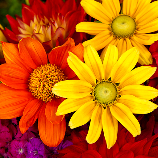 花ライブ壁紙 Amazon Co Jp Appstore For Android