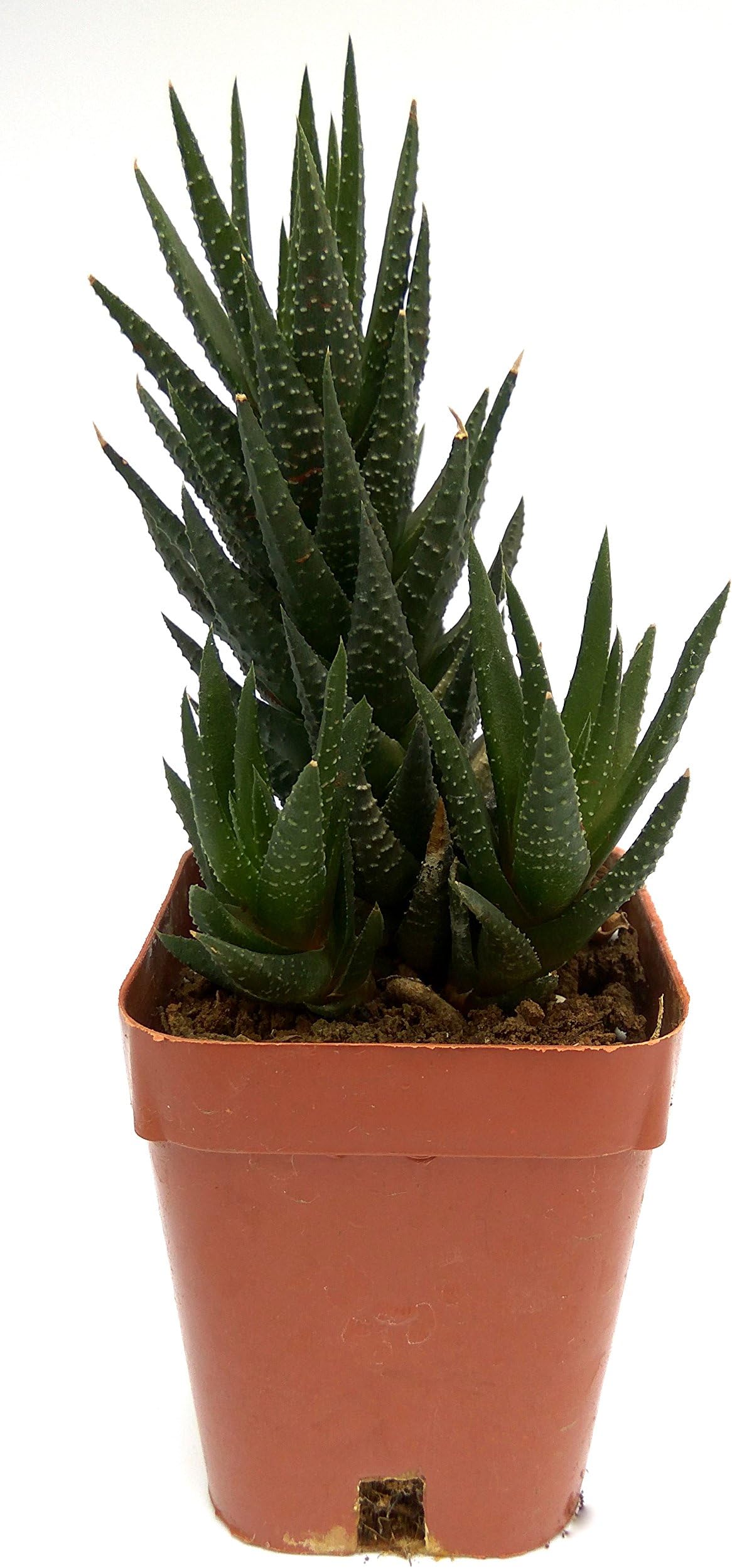 Root Bridges Haworthia Zebra Wart Succulent Plant (Pot Included)