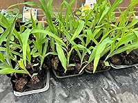 Review Image by Rosalie Portier