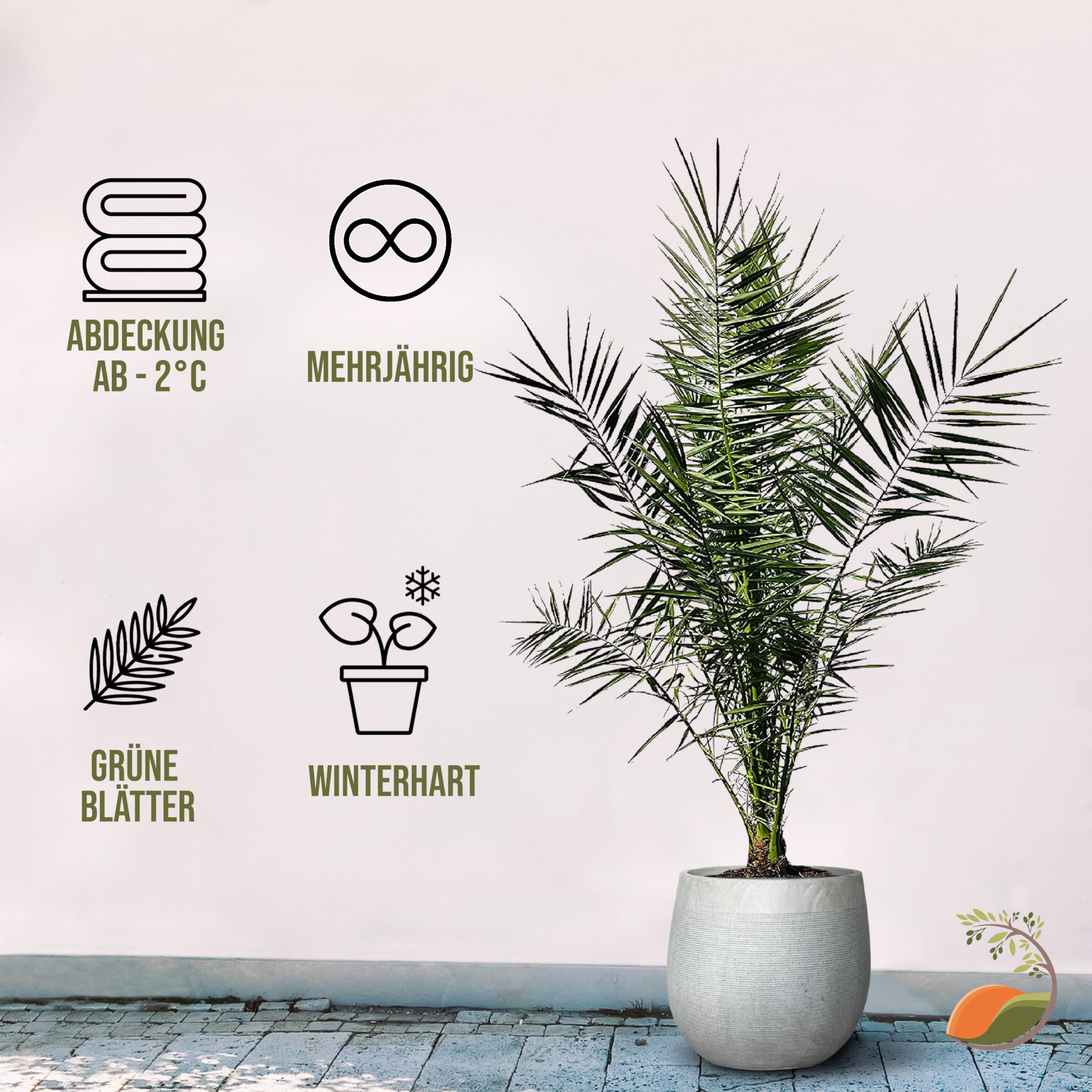 Tropictrees Phönix canariensis | Hauteur 160cm | Palmier dattier | Résistant au froid | Palmier phénix | Plante verte extérieure | dattier des Canaries | palmier exterieur