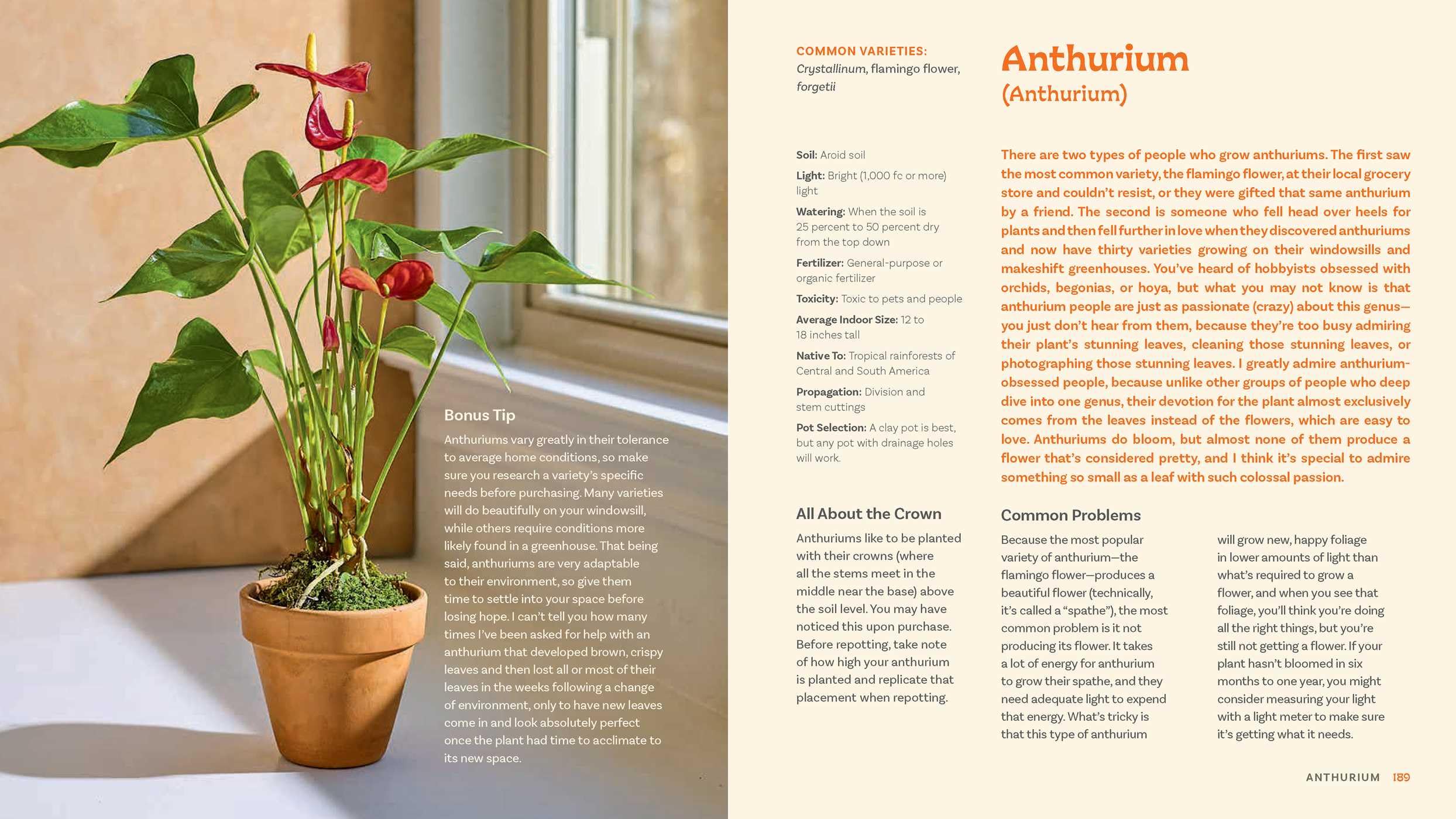 For the Love of Houseplants: Caring for & Keeping Plants with Confidence
