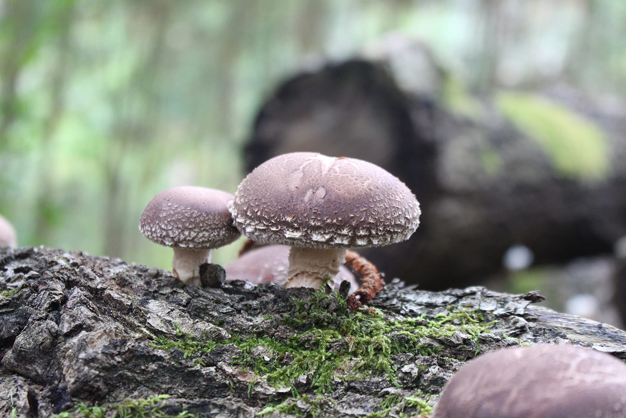 HIFAS - Setas Autocultivo - Autocultivo de Seta Shiitake sobre Troncos de Madera, Perfecto para el Cultivo de Setas en casa o para el Huerto, Mushroom Growing (1000 Uds)