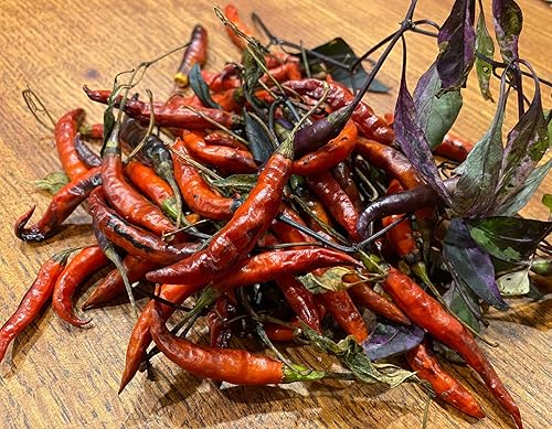 Purple Chile De Arbol Tree - Semillas prémium para plantación y más