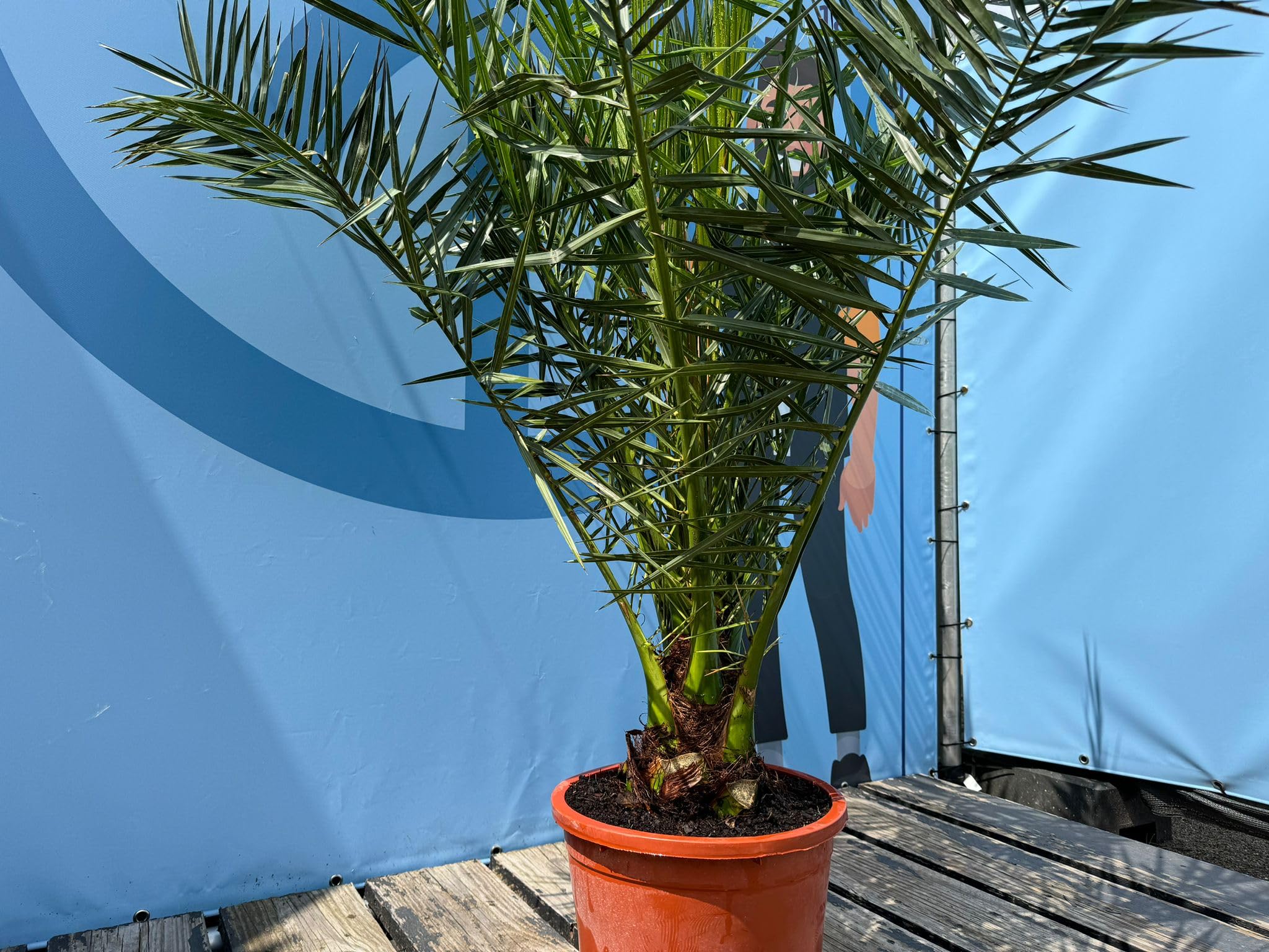 Sunny Tree - Palme - Phoenix canariensis -160 Zentimeter - Kanarische Dattelpalme - Palme für den Innen- und Außenbereich - Exotische Pflanzen - Gartenpalme - A+