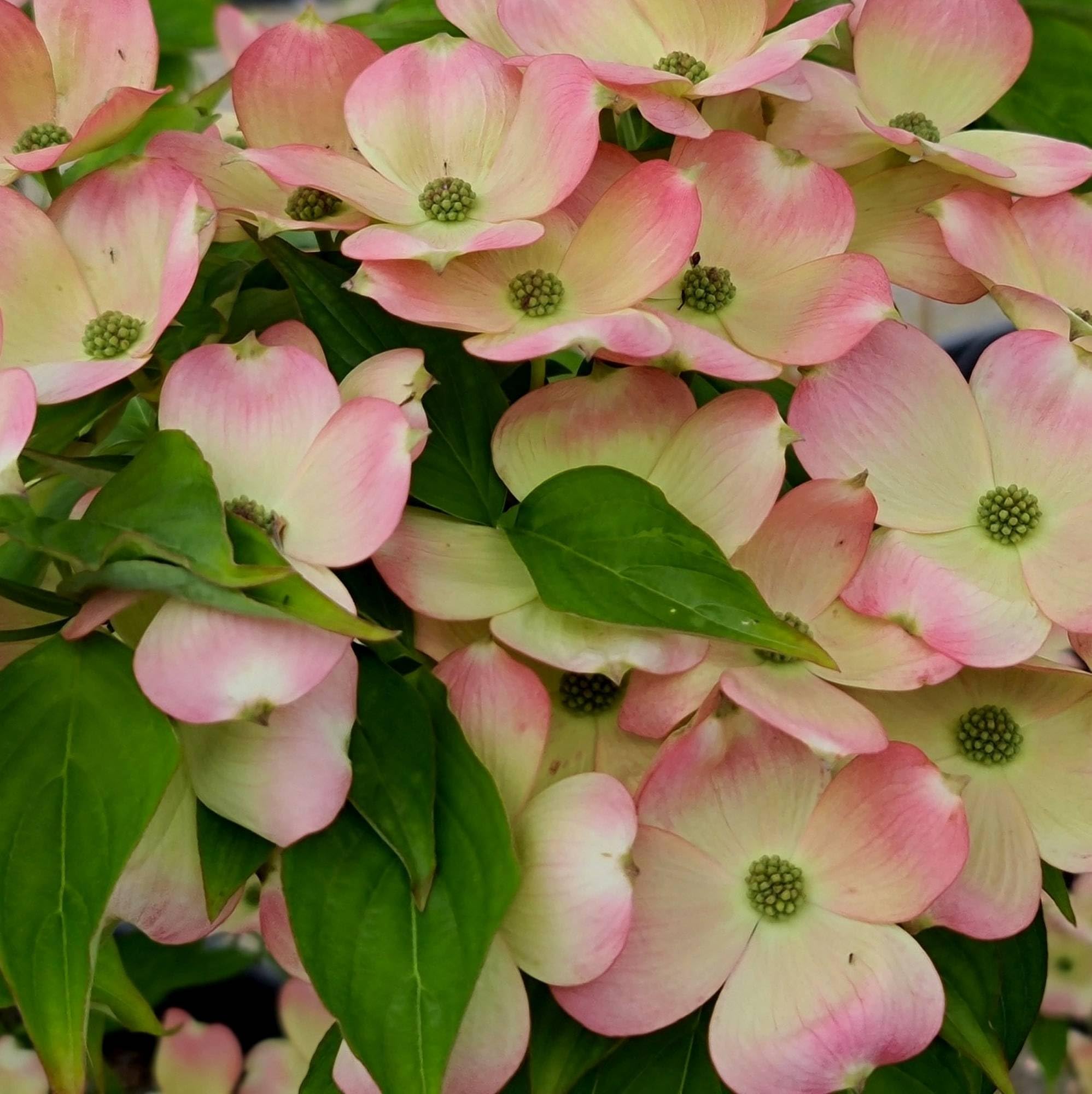 Vivai le Georgiche - Pianta vera di Cornus x rutgersensis "Stellar Pink" Cornus x rutgersensis 'Rutgan' Corniolo 'Stellar Pink' - vaso Ø 35 cm