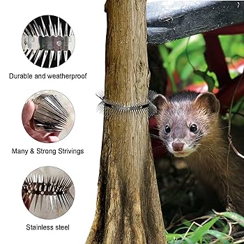 La Martora: Caratteristiche, Habitat E Alimentazione - Foto 4