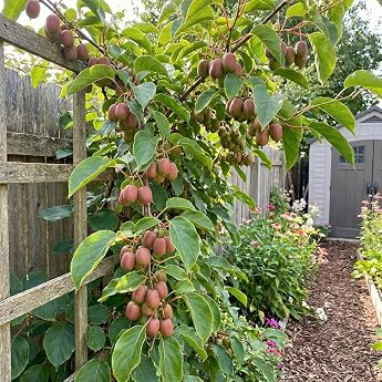 Bloomique - Actinidia arguta Issai 'Ken's Red' - Red Kiwi Berry - Fruit Plant - Garden Plant - Hardy - Height 50-70 cm - Pot Size 15 cm