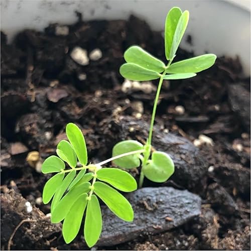 Miniatura 7 de Seed Needs Semillas de plantas sensibles para plantar Mimosa pudica - Flores anuales de polinización abierta y reliquia - Flores rosadas con hojas
