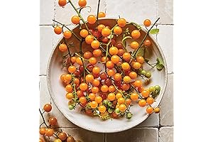 Burpee Non-GMO Currant Tomato Plants for Home Gardeners