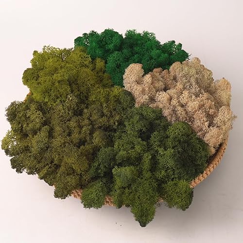 Miniatura 47 de Musgo de Reno Preservado Verde Natural Kit de Bricolaje Arte de Jardinería Decoración de Pared Decoración de Floristería Decoración de Mesa