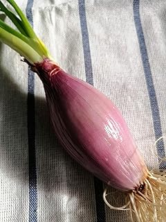 Hundredfold Italian Heirloom Torpedo Red Onion 100 Vegetable Seeds - Allium cepa, Non-GMO Rossa Lunga di Tropea, Sweet and Mild Taste, Packed and Shipped in Canada