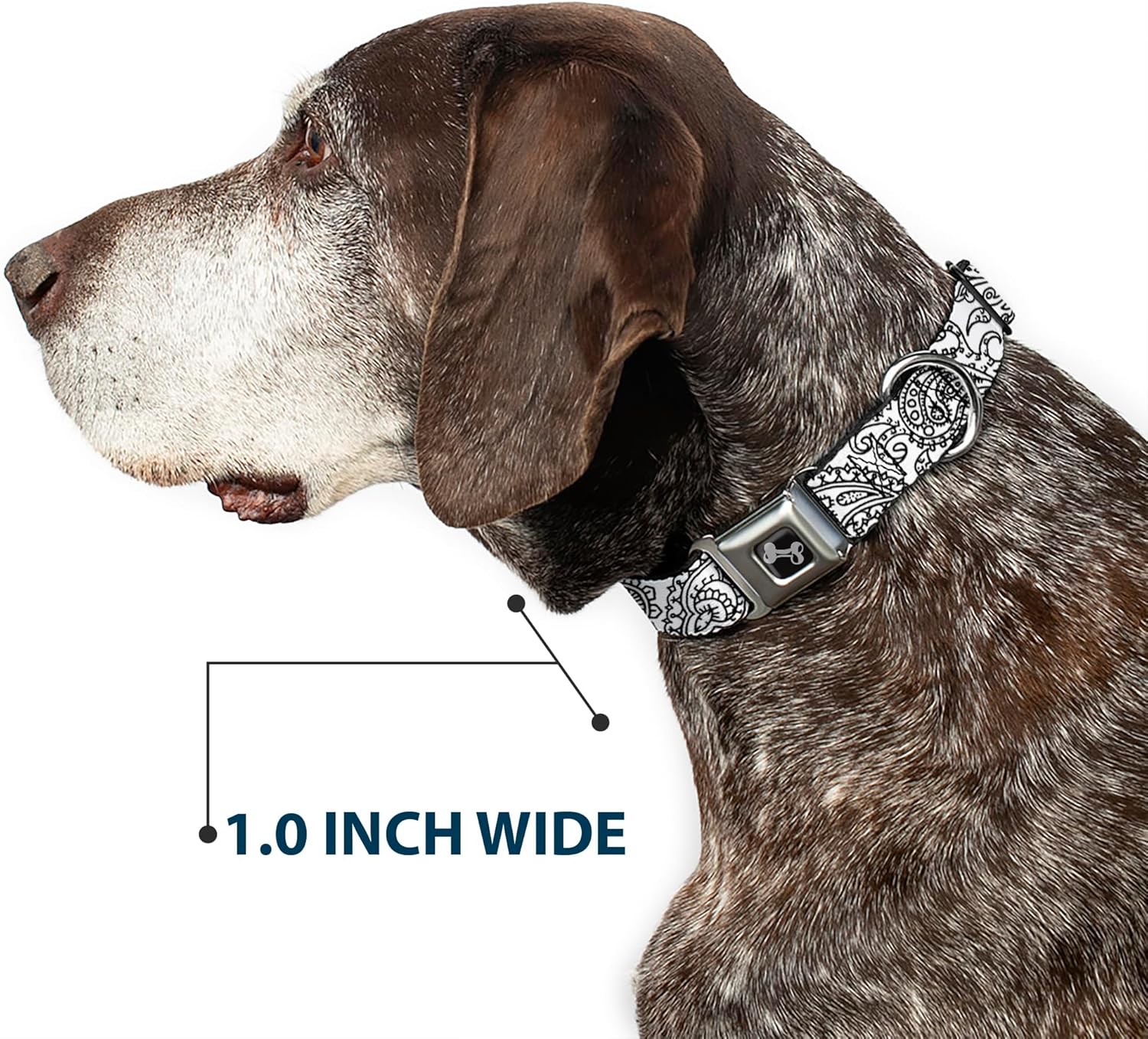 Dog Collar Seatbelt Buckle Bandana Skulls White Black 13 to 18 Inches 1.5 Inch Wide