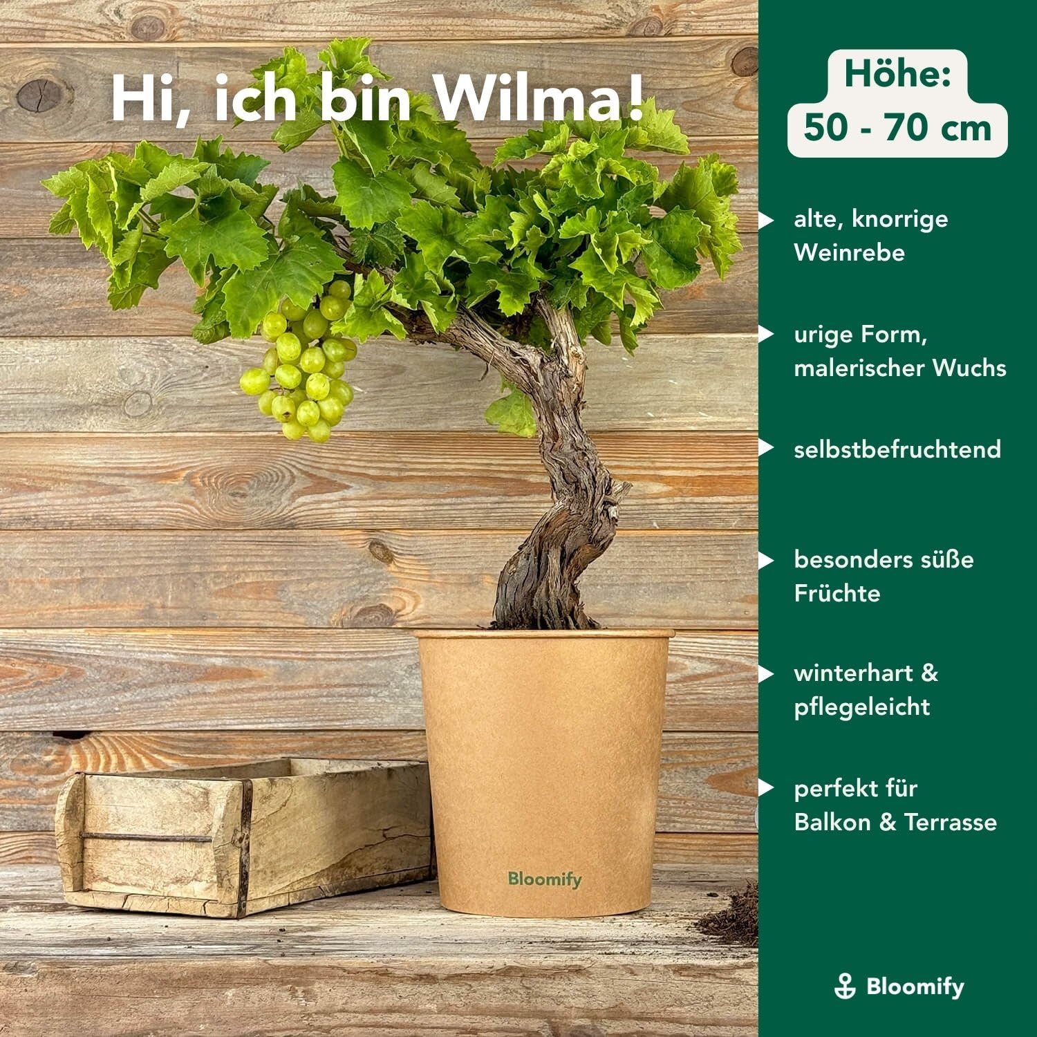 Bloomify® grüne Weinreben Pflanze "Wilma" | 60-70 cm hohe winterharte Weintrauben Pflanze | pflegeleichte Tafeltraube für Garten oder Kübel | besonders süße und leckere Früchte