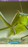 Zoom IMG-1 katydids wallpapers