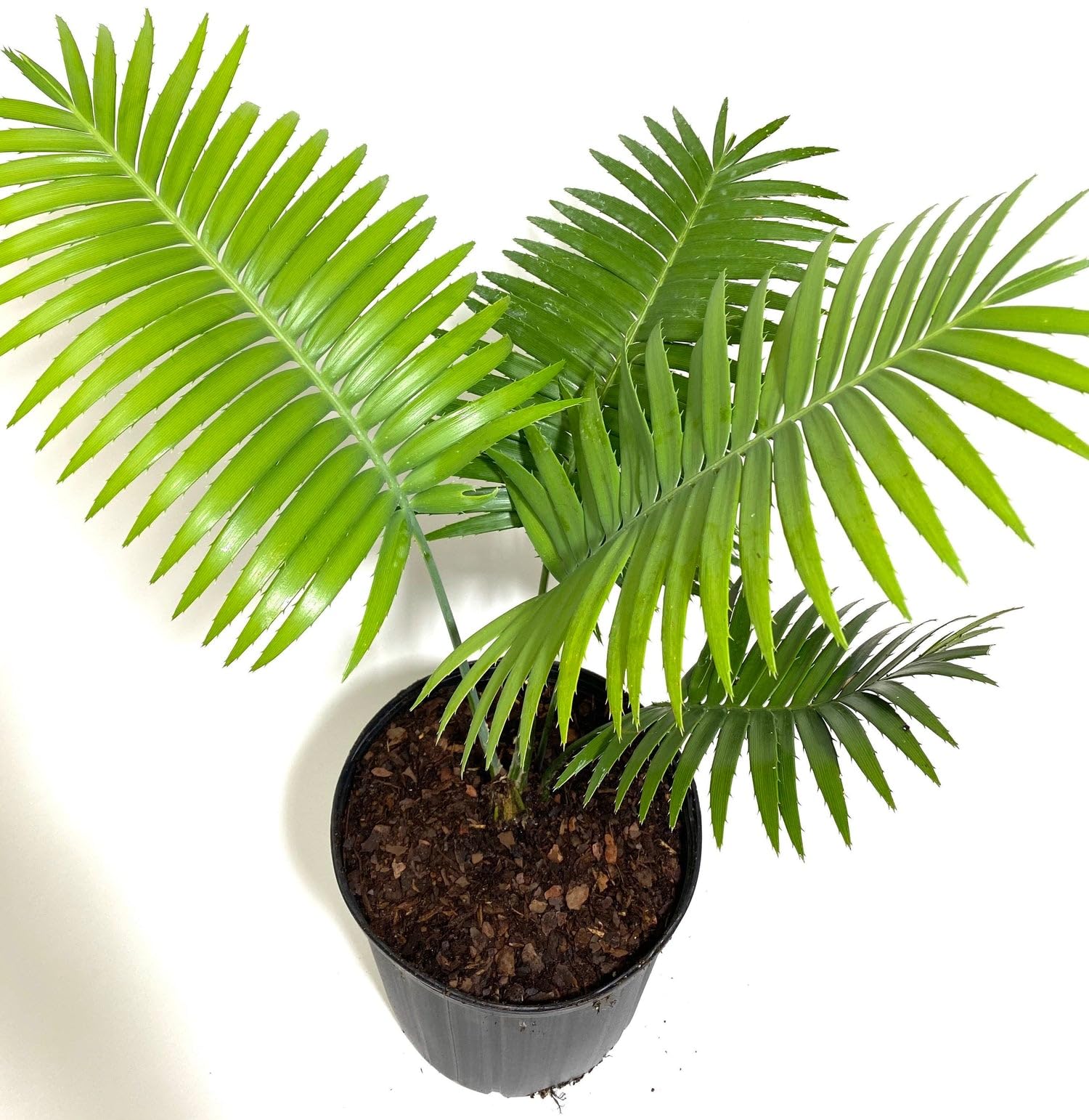 Dioon Spinulosum, Mexican Cycad Tree – Exotic Live Tropical Plant, Low Maintenance Indoor/Outdoor Houseplant for Patios & Gardens (7gal Pot, 4-5ft)