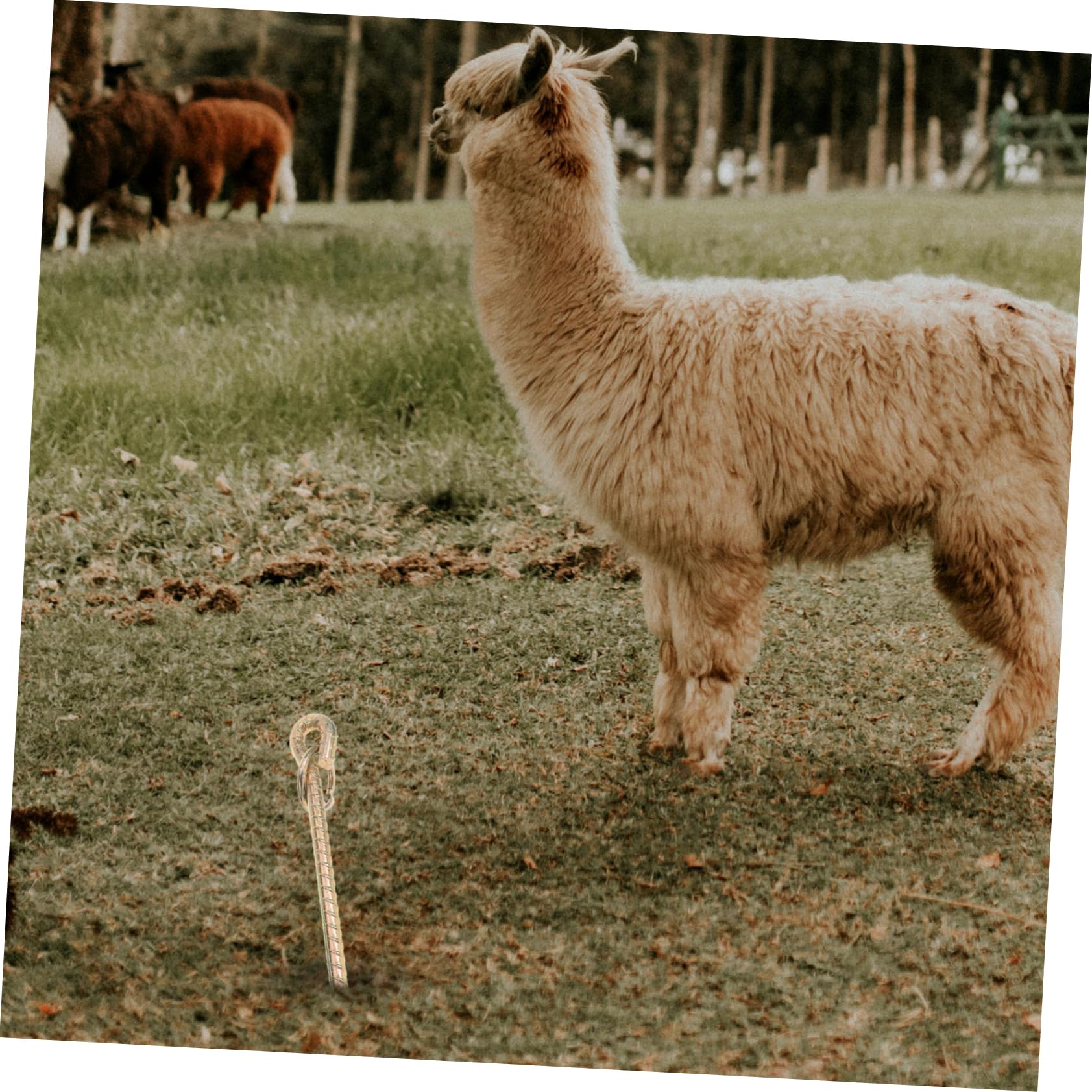 Toddmomy Estacas para Perros Estaca De Tierra Estaca De Ancla Ovejas Atan Estaca Atar Estaca Ancla De Tierra Estaca De Amarre para Perros Estaca para Amarrar Ganado Ancla De Perro Planchar
