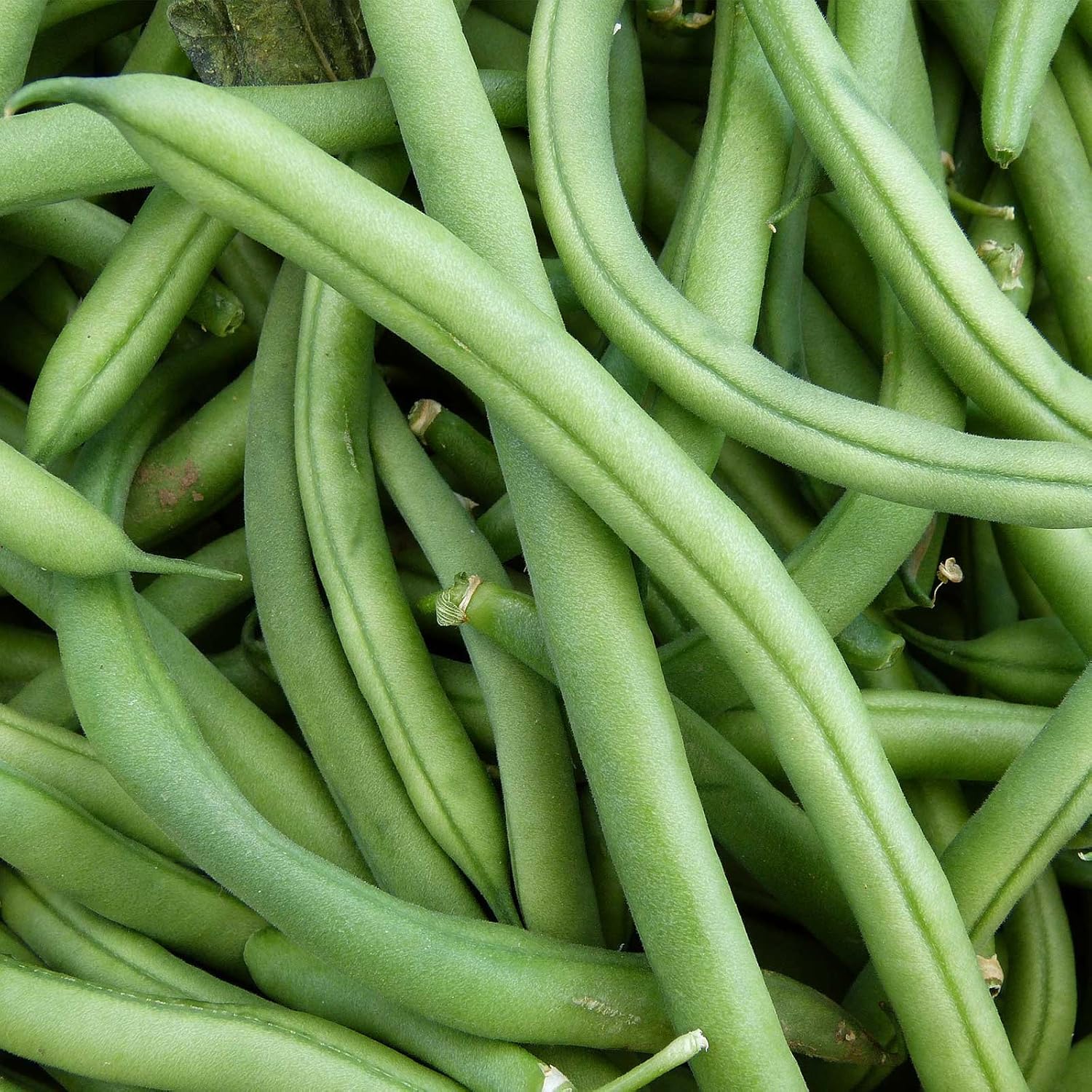 Blue Lake FM1K Pole Bean Seeds (Treated) - 5 Lb - Non-GMO, Heirloom - Green Bean Vegetable Garden Seeds - Phaseolus vulgaris