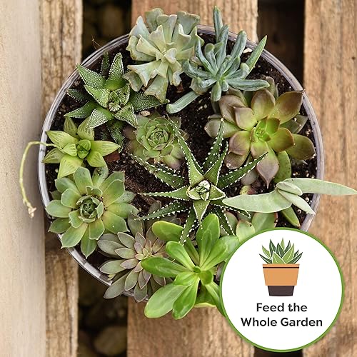 Miniatura 4 de Perfect Plants Cactus líquido y fertilizante suculento de 8 onzas  Alimento para suculentas vivas cactus aloe y más  Uso en interiores y exteriores