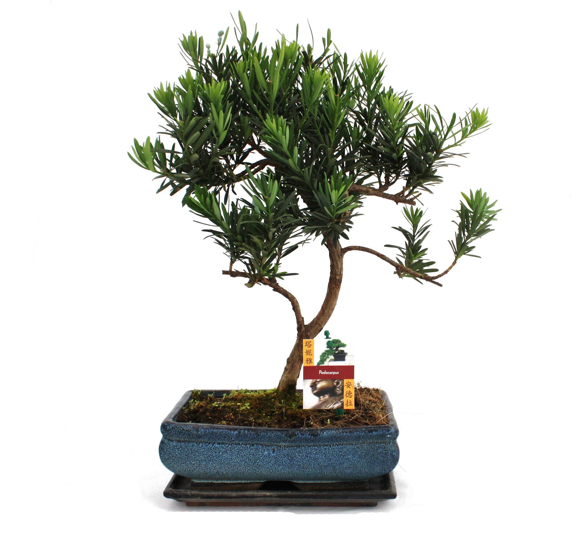 Exotenherz  bonsai cis kamienny  podocarpus makrophyllus, ok. 12-15 lat.  : Amazon.pl: Ogrd