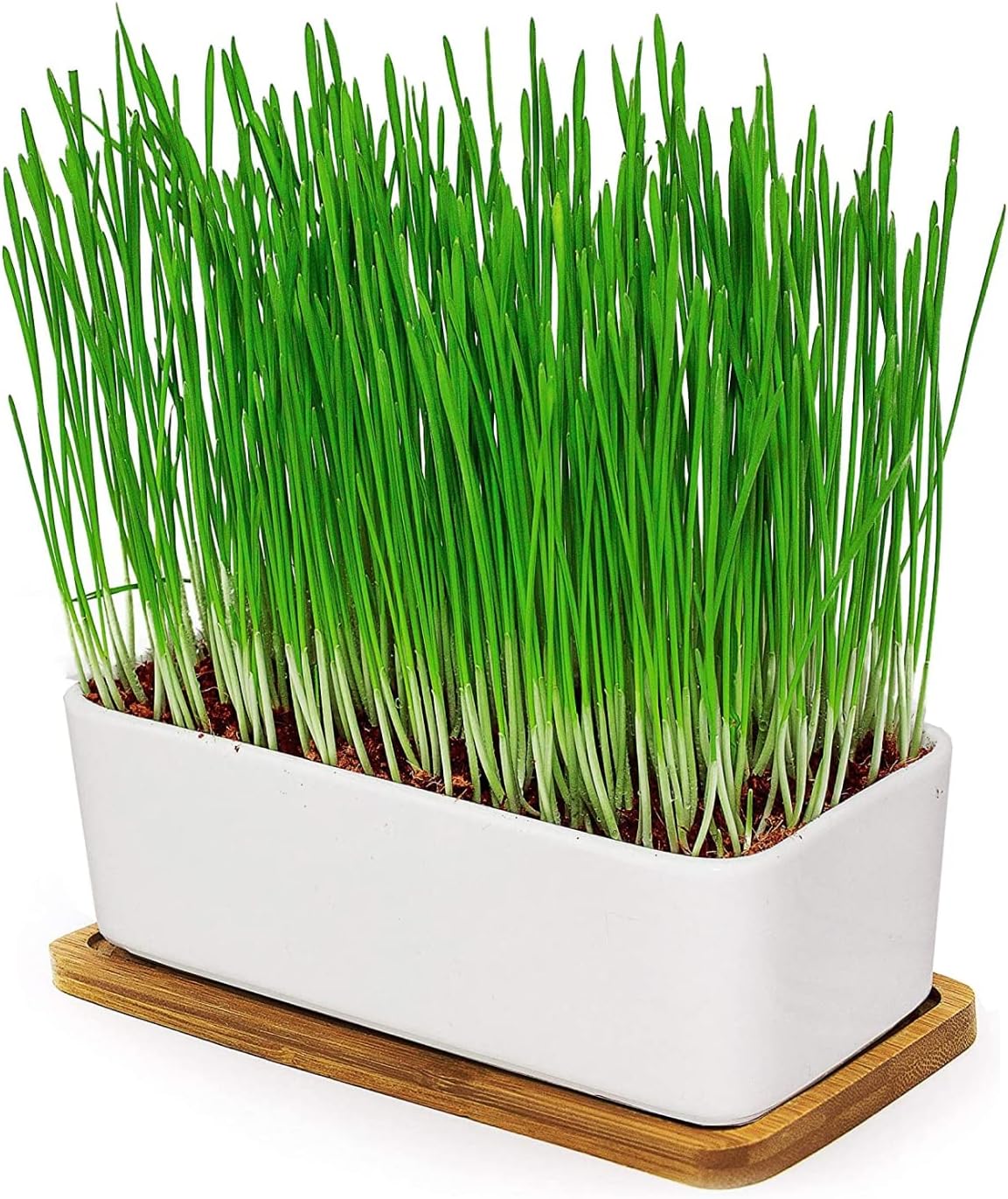 Pfotenolymp® Premium cat grass bowl/cat grass seed set ceramic cat grass bowl planting set