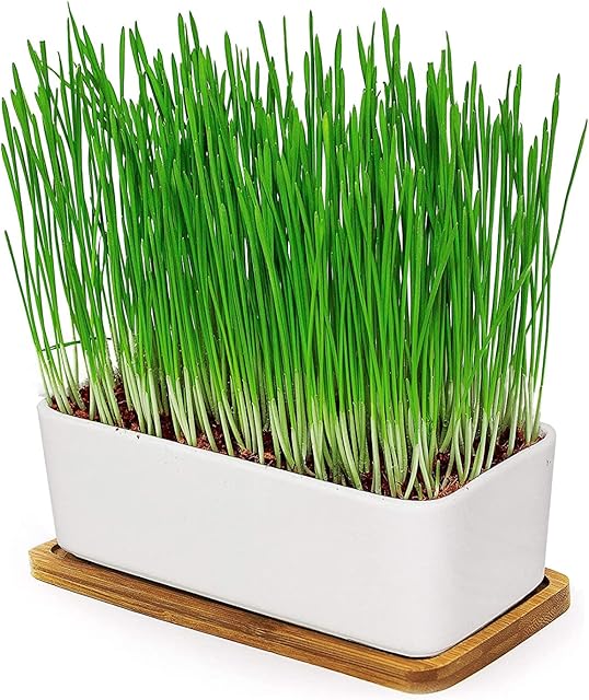 Pfotenolymp® Premium cat grass bowl/cat grass seed set - ceramic cat grass bowl - planting set ready with seeds, soil, pot and catnip for cats - ceramic bowl - DIY